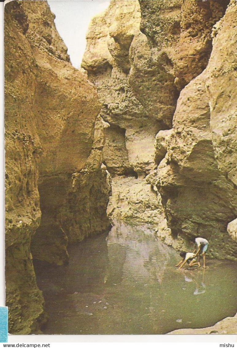 AM1 - Postcard - NAMIBIA - Tsauchab River Near Sesriem, Uncirculated - Namibië