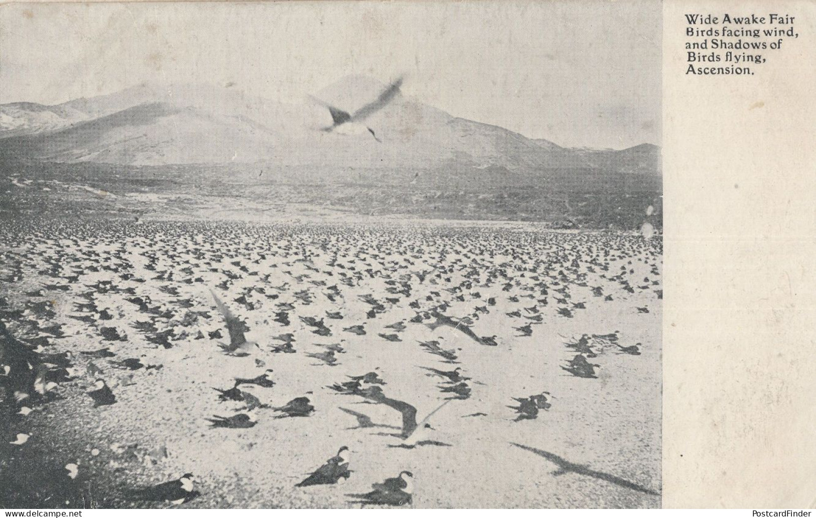 Ascension Island Birds Flying Wide Awake Fair Saint Helena Old Postcard - Sainte-Hélène