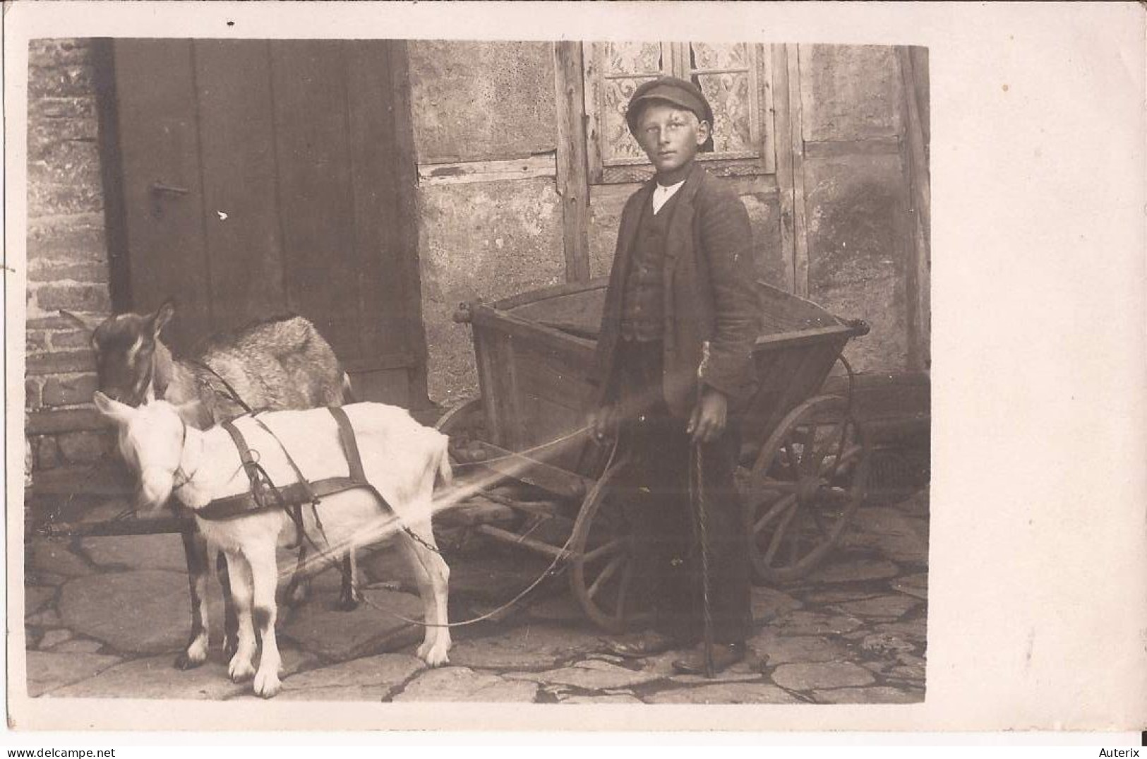 Pologne Ou Allemagne Goat Cart Ziegec Carte-photo - Polen