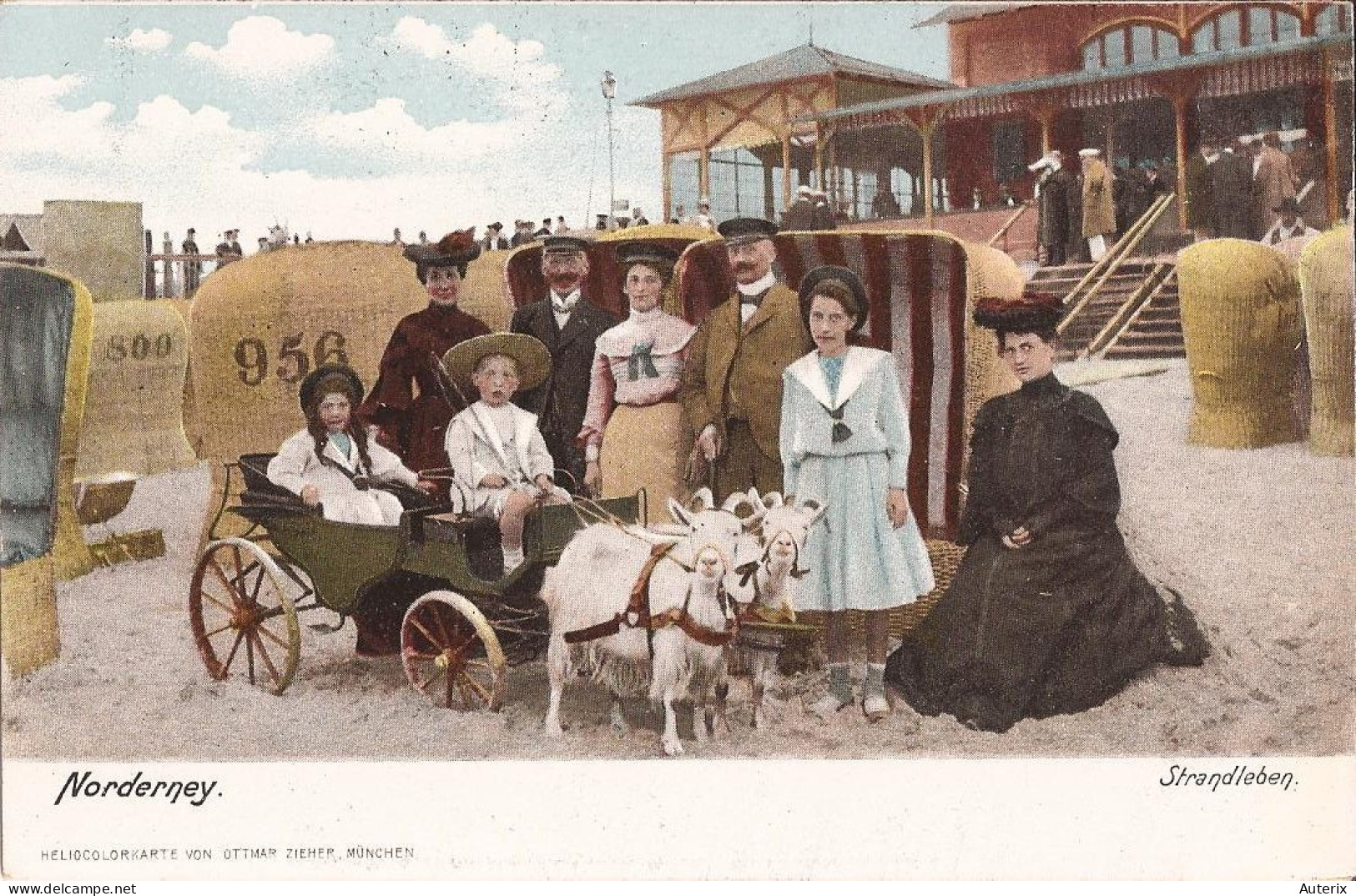 Allemagne - Norderney - Strandleben Goat Cart Ziege - Norderney