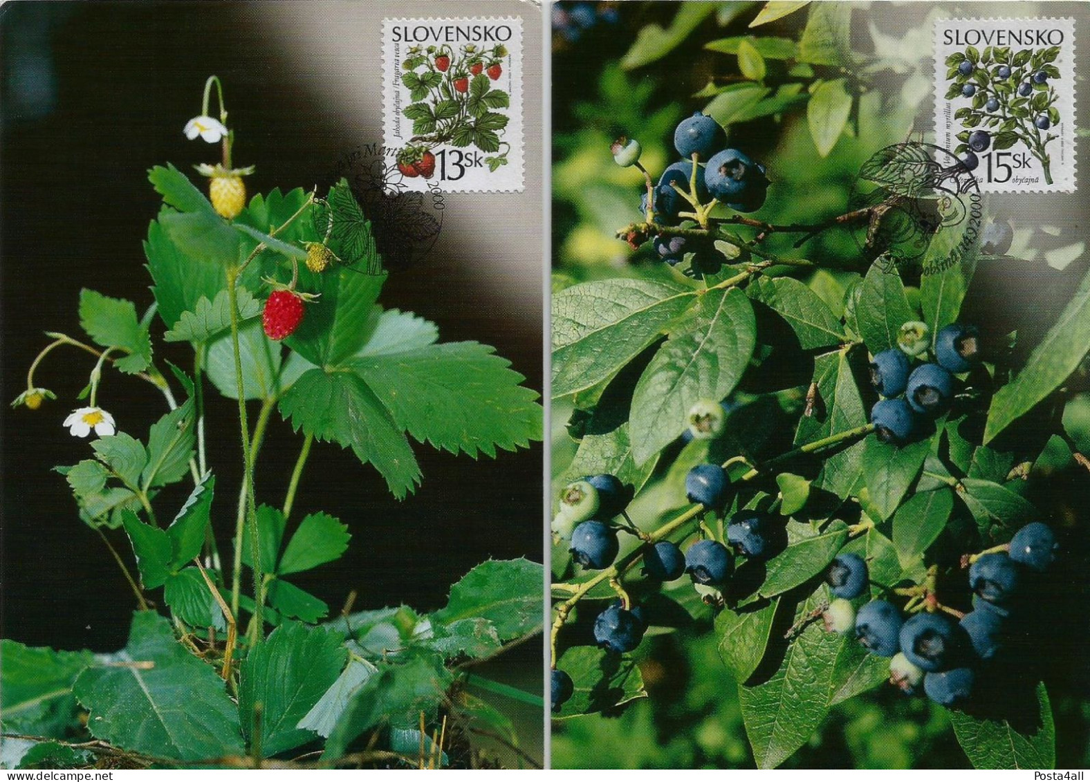 Slovakia  - 2000 The Forest Fruits   - Flora -  2 Maximum Cards - Briefe U. Dokumente