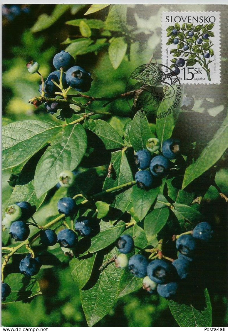 Slovakia  - 2000 The Forest Fruits   - Flora -  2 Maximum Cards - Brieven En Documenten