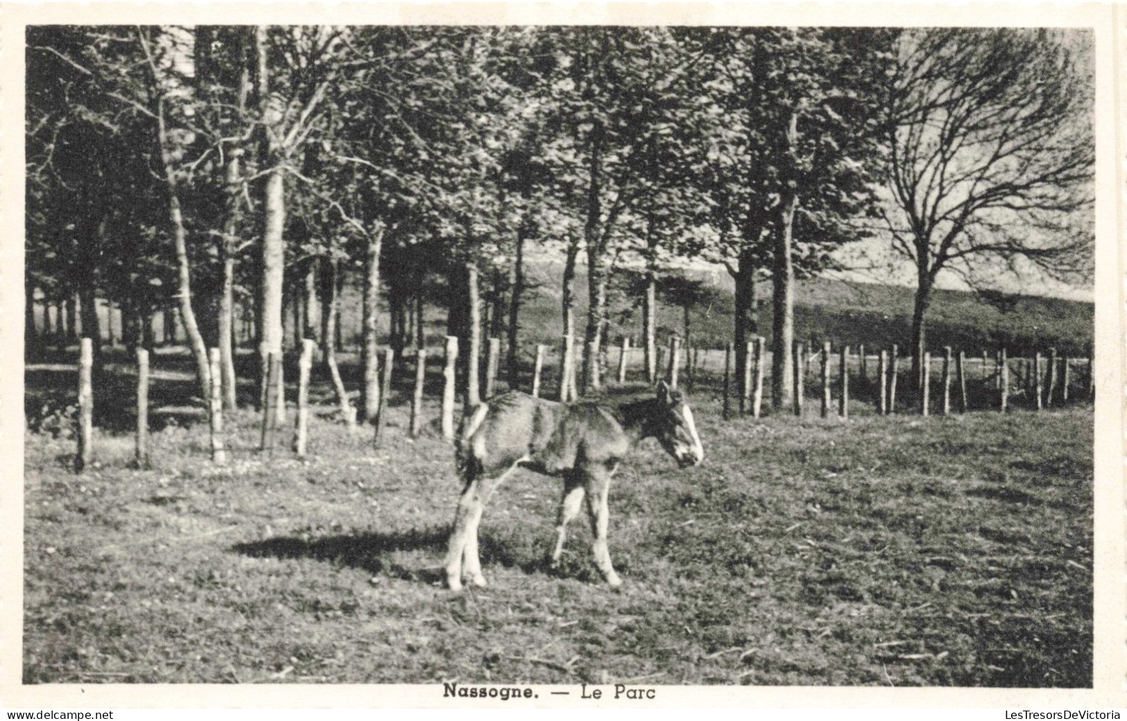 BELGIQUE - Nassogne - Le Parc - Poulain - écurie - Haras - Clairière - Pré - Carte Postale Ancienne - Nassogne