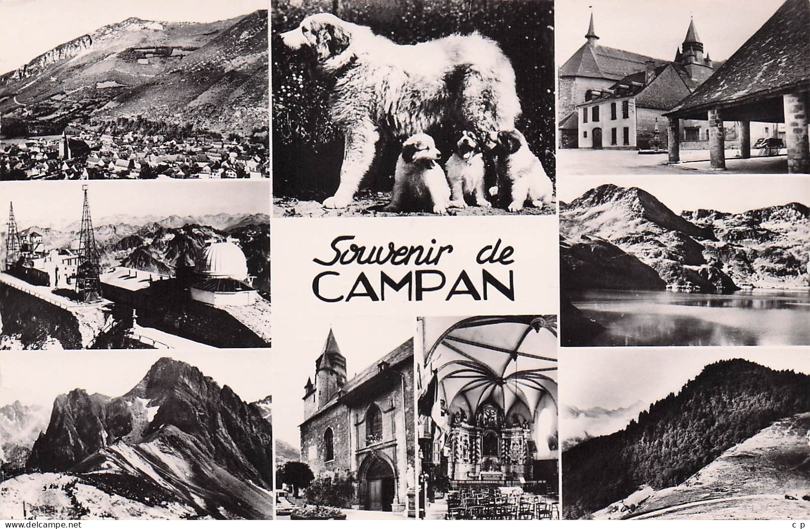 Campan - Souvenir - Chien Des Pyrenees   - CPSM °J - Campan