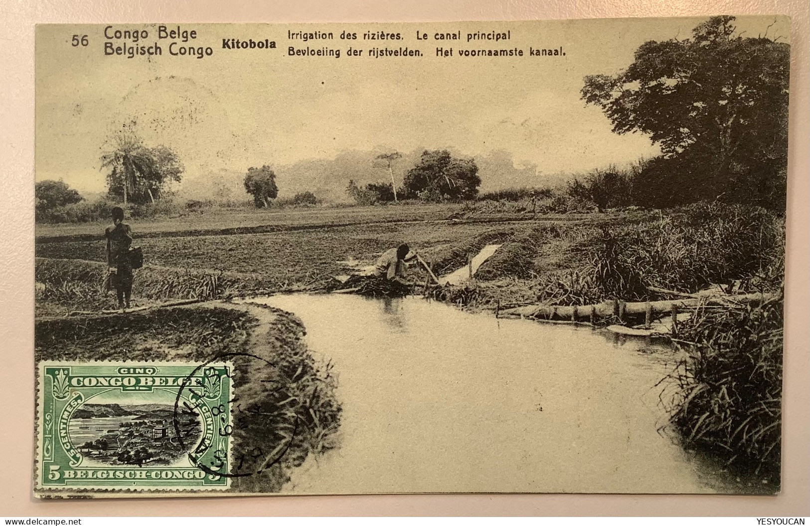 BASANKUSU1917entier Postal Illustré5c RIZIERES56 >Netherlands (Congo Belge Rice Riz Agriculture Water Postal Stationery - Briefe U. Dokumente