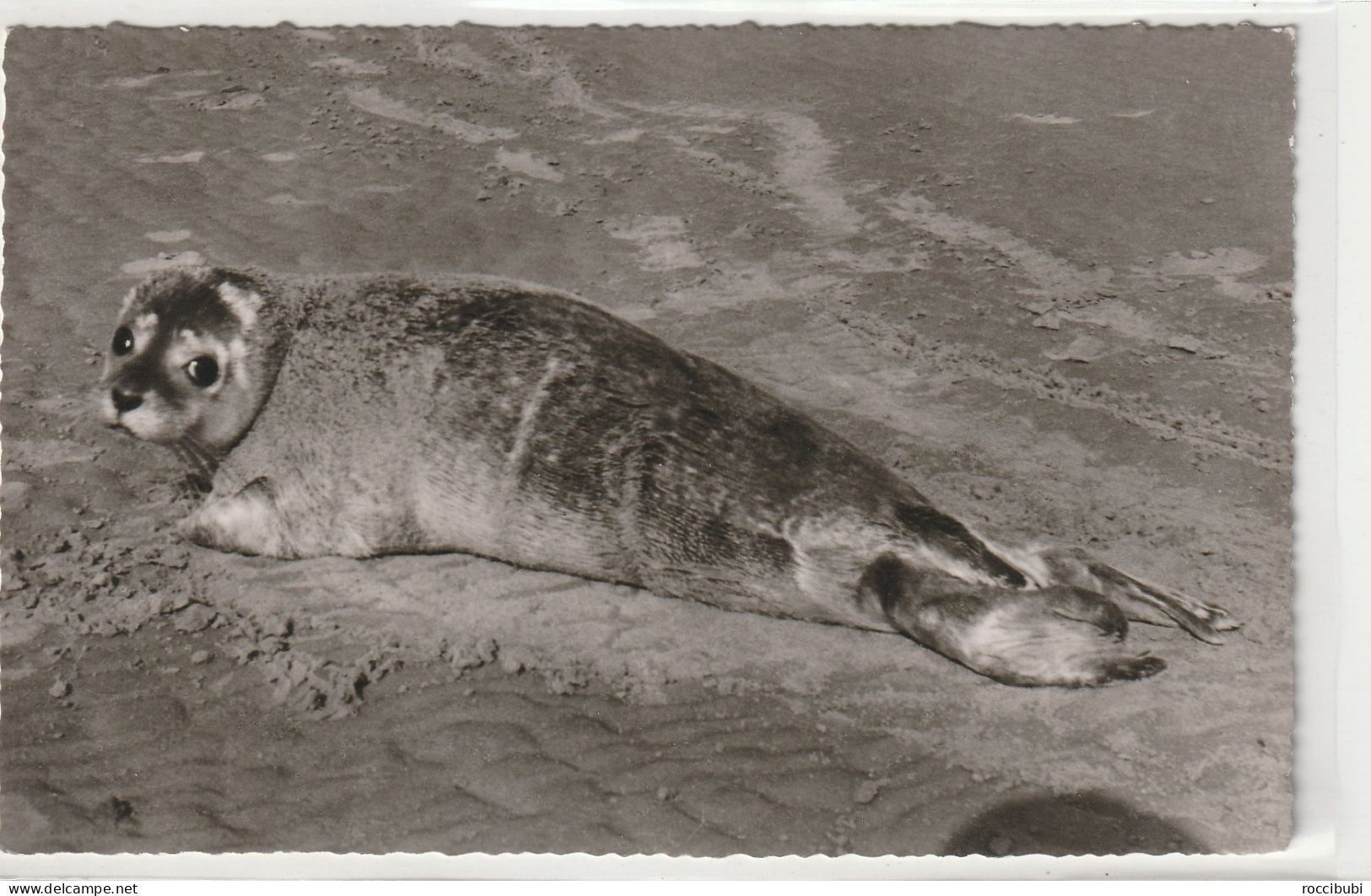 Büsum, Seehund Am Strand, Schleswig-Holstein - Buesum