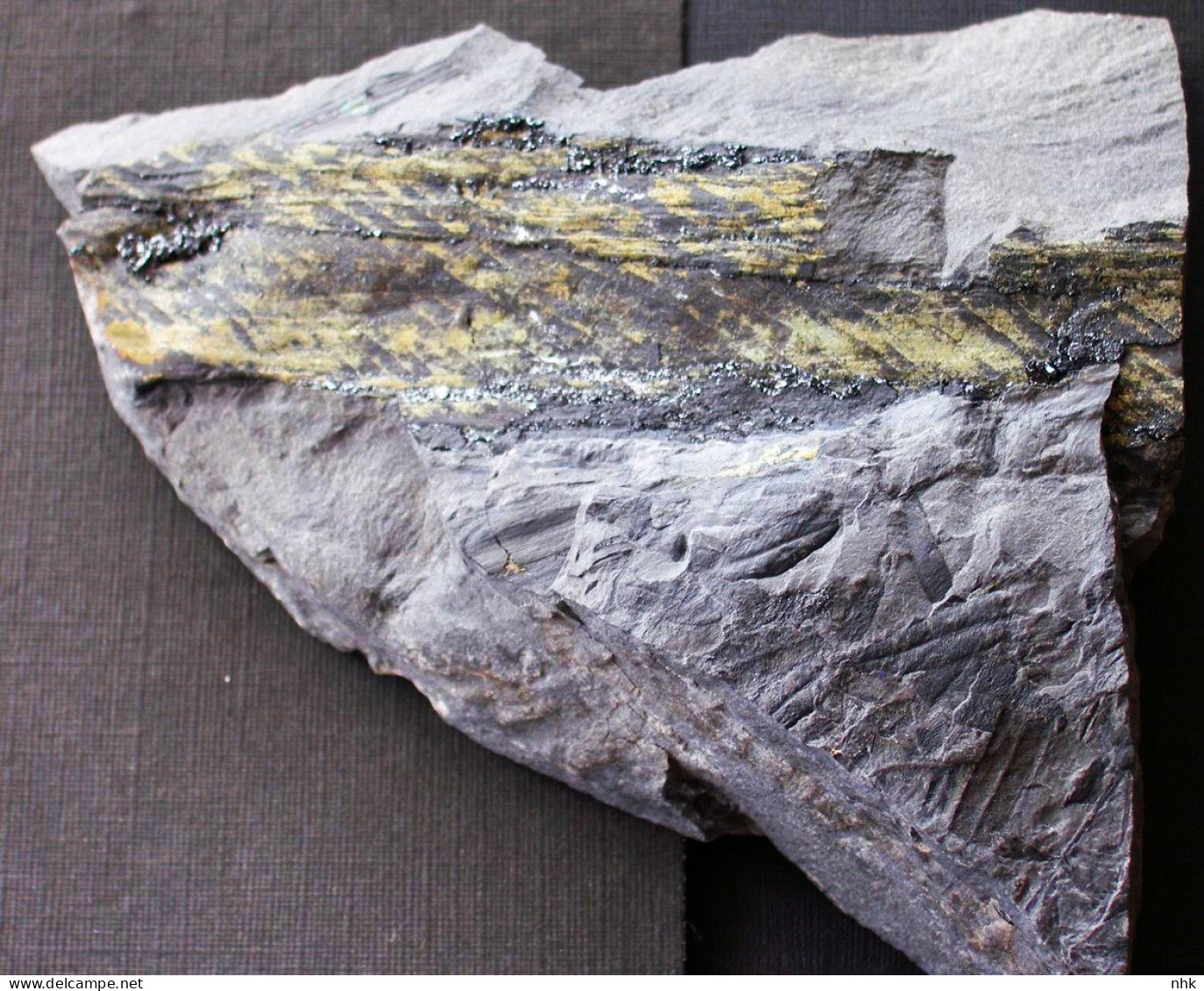 9712 7= Fossiles  Axe De Fougères Caulopteris Plante Du Carbonifère Carboniferous Plant - Fossilien