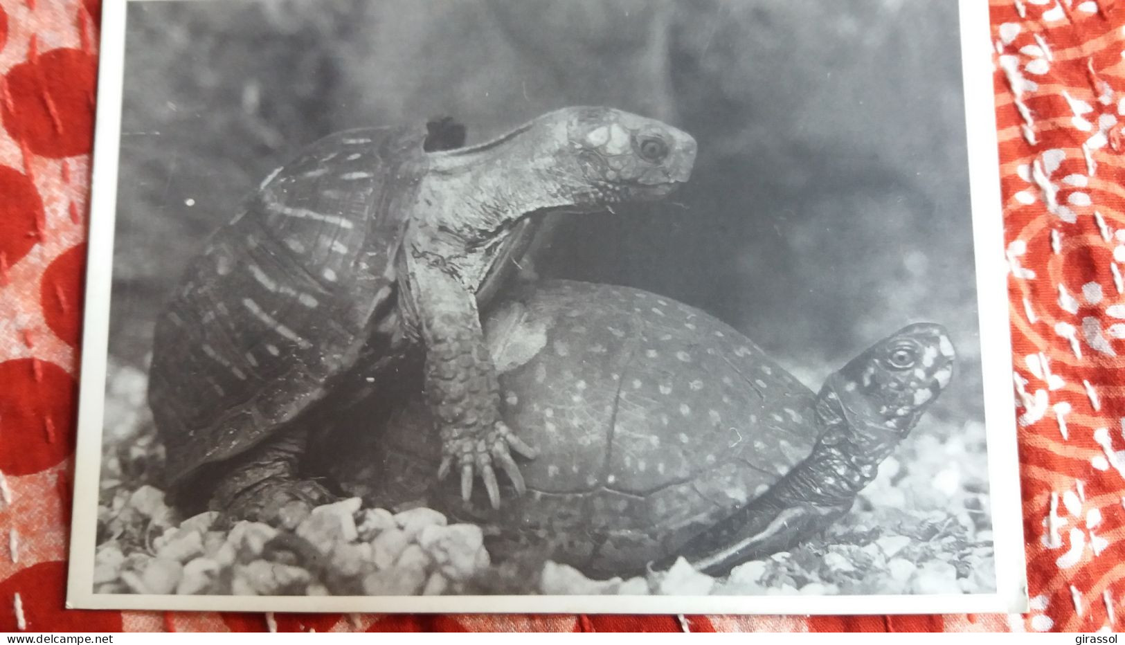 CPM DEUX TORTUES ACCOUPLEMENT ED GENDRE - Schildkröten