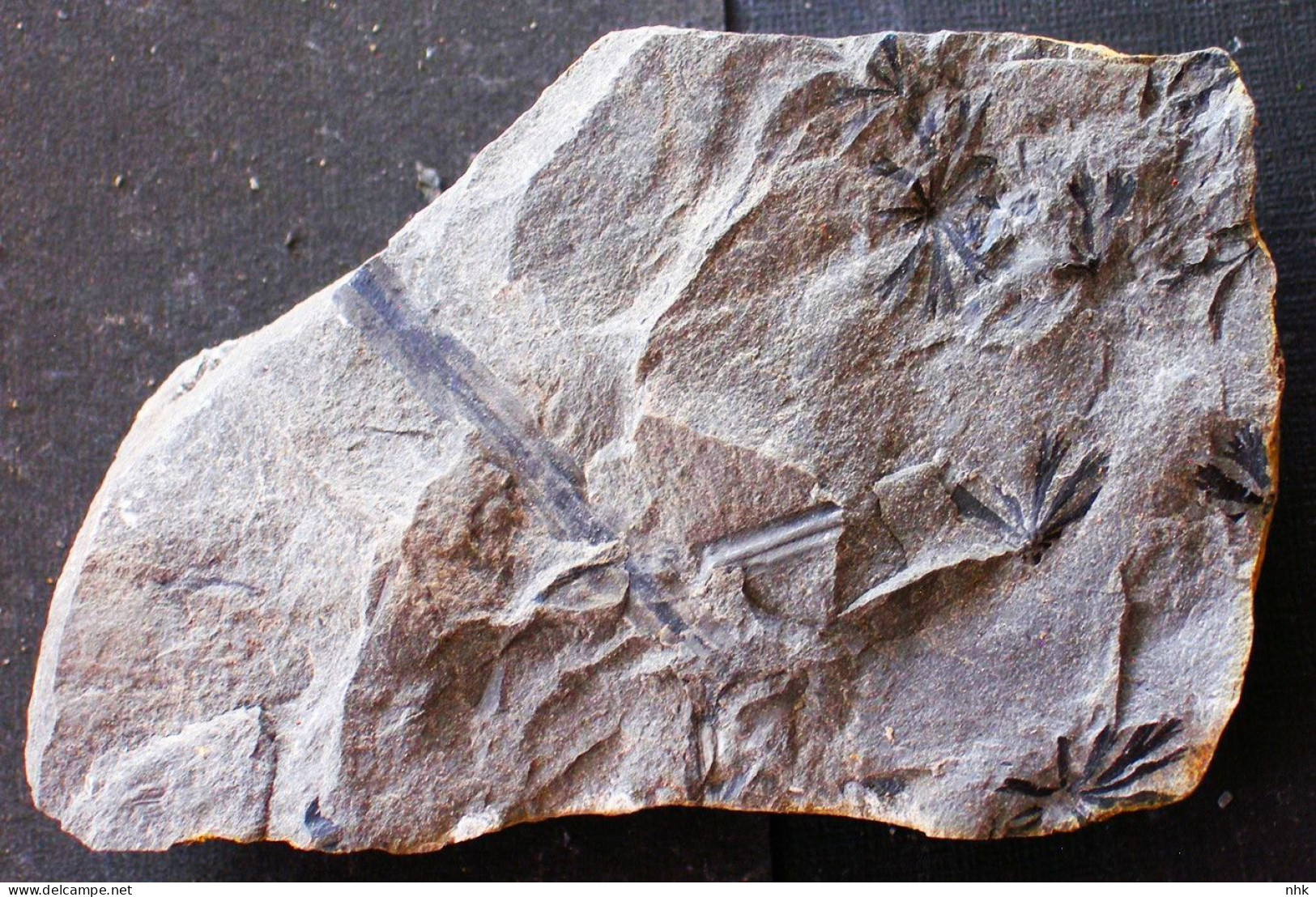 9680 9+  Neuropteris Tenuifolia Plante Du Carbonifère Carboniferous Plant - Fossilien
