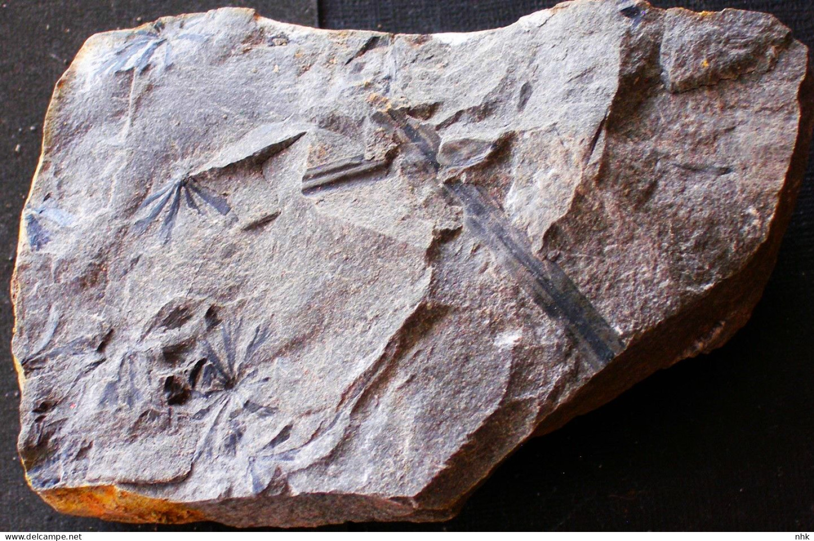 9680 9+  Neuropteris Tenuifolia Plante Du Carbonifère Carboniferous Plant - Fósiles