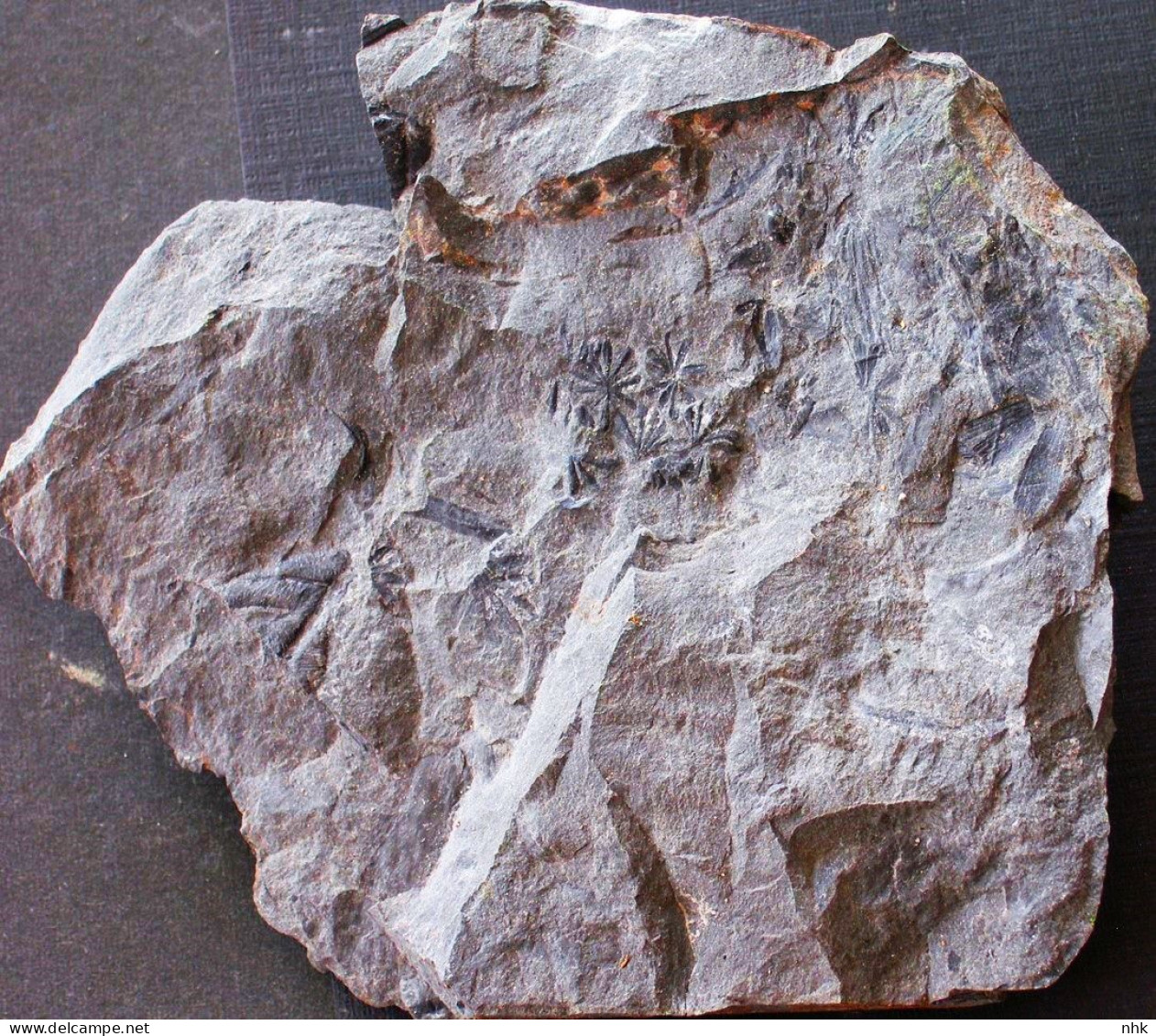 9689 17+ Fossiles  Annularia Sphenophylloides Plante Du Carbonifère Carboniferous Plant - Fossilien