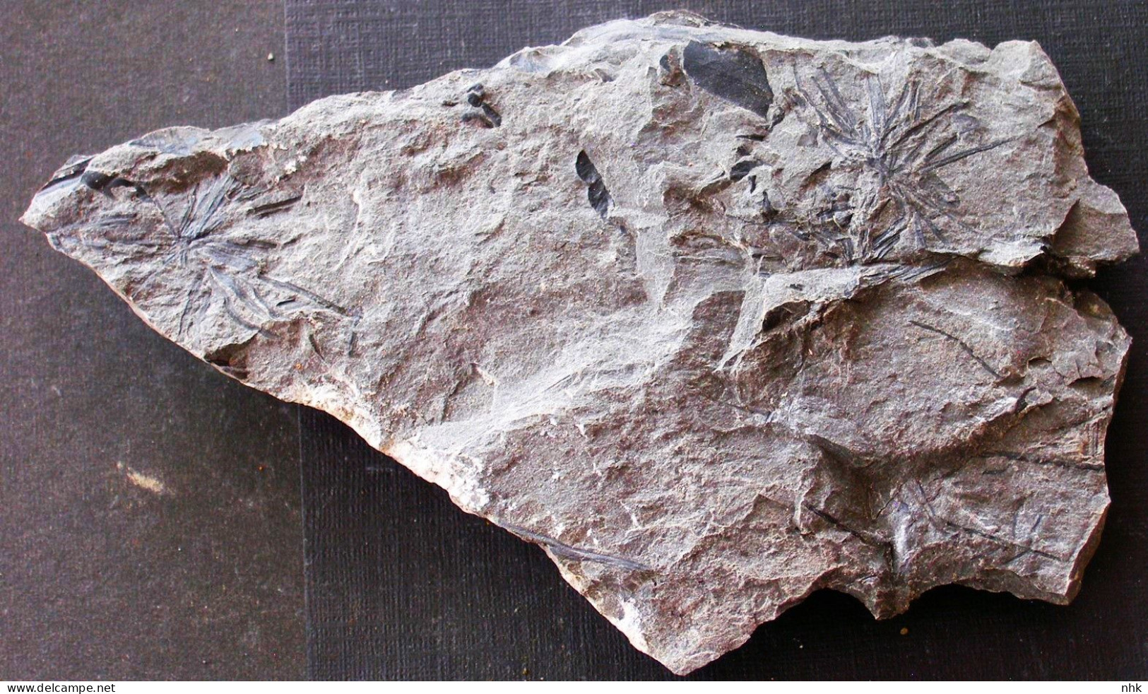 9697 25+ Fossiles  Annularia Pseudostellata Plante Du Carbonifère Carboniferous Plant - Fossilien