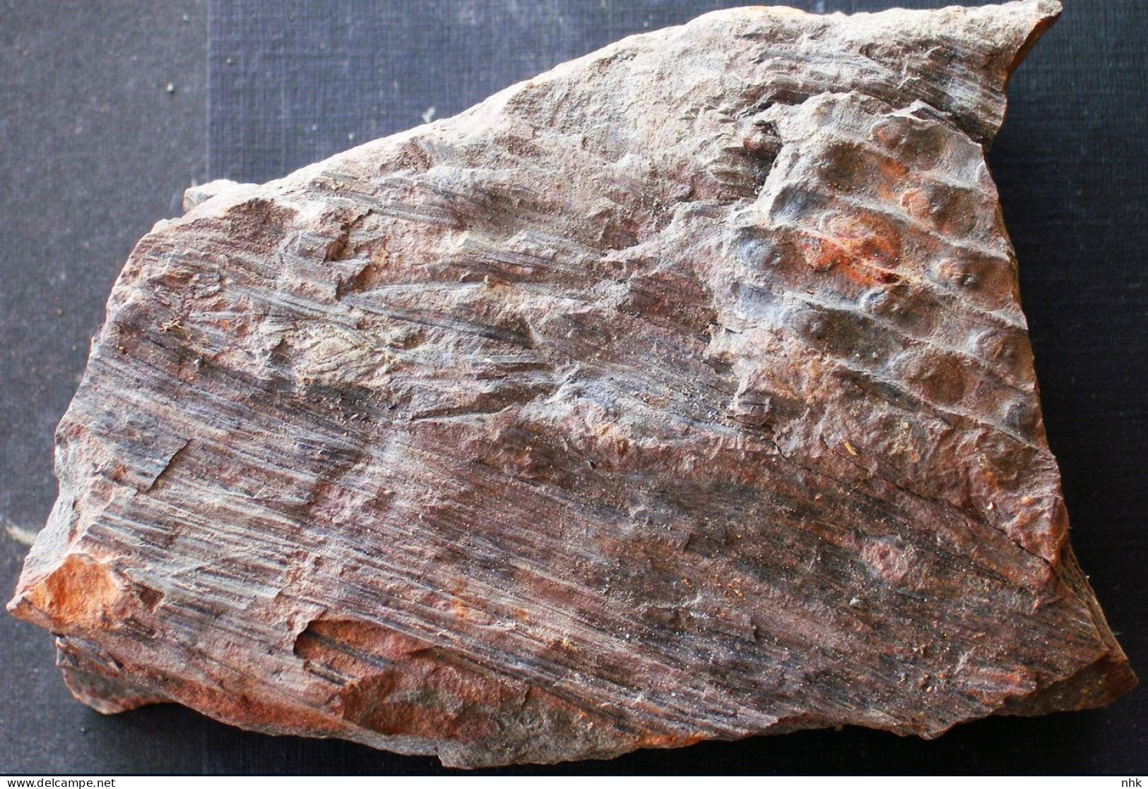 9698 26+ Fossiles  Sigillaria Ovata Sur Sa Décortication Plante Du Carbonifère Carboniferous Plant - Fossilien