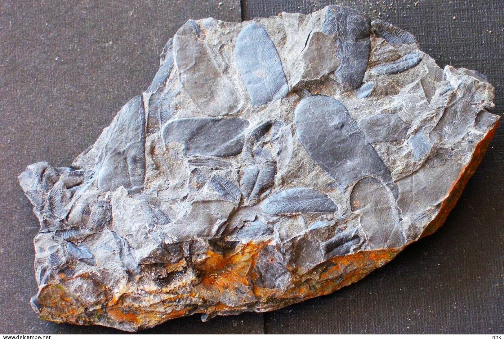 9612 8 Fossiles  Linopteris Neuropteroides Plante Du Carbonifère Carboniferous Plant - Fossilien