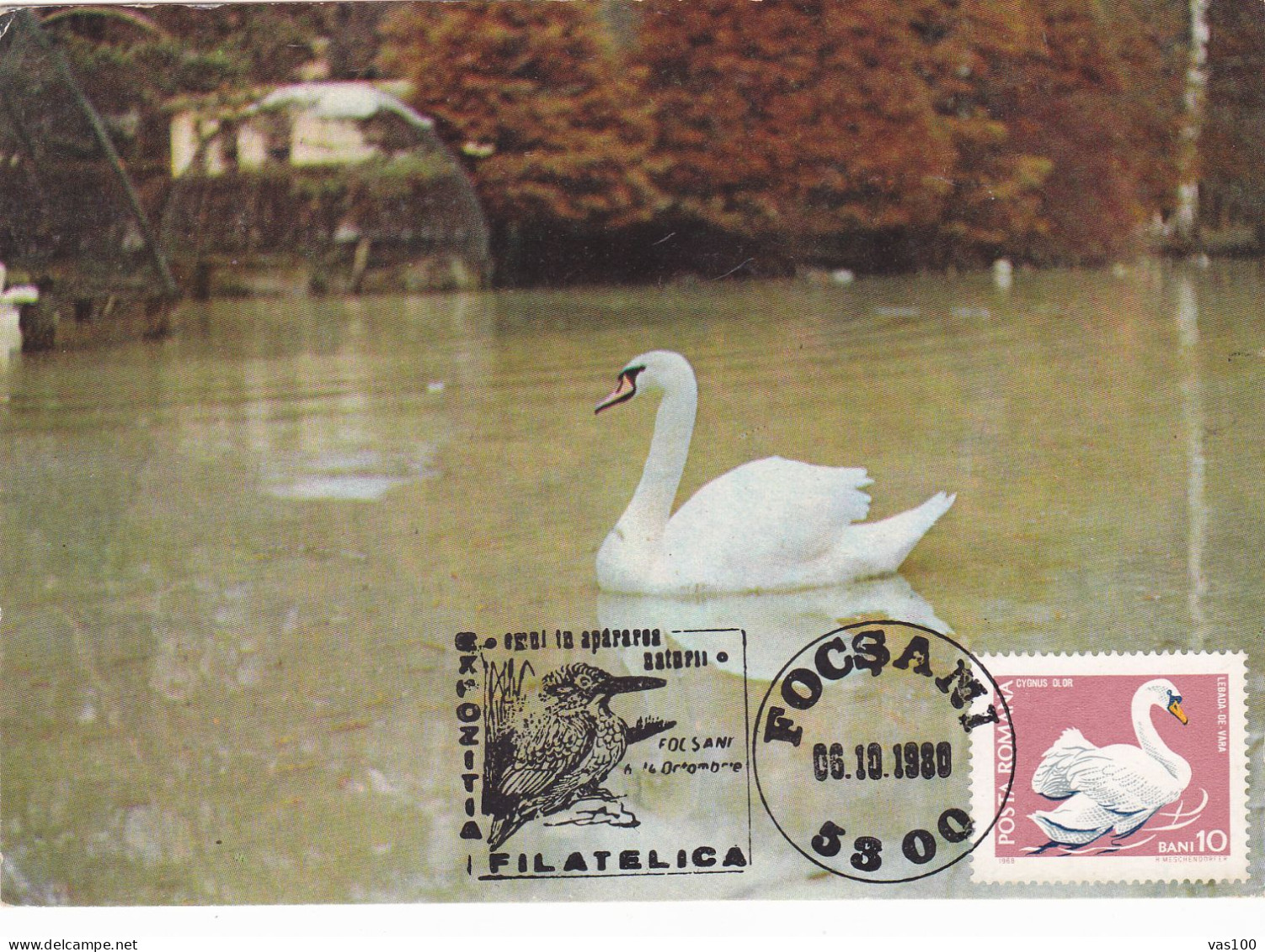 BIRD CYGNES , SWAN, 1980 MAXIMUM CARD,CARTE MAXIMUM,CM ROMANIA - Cigni
