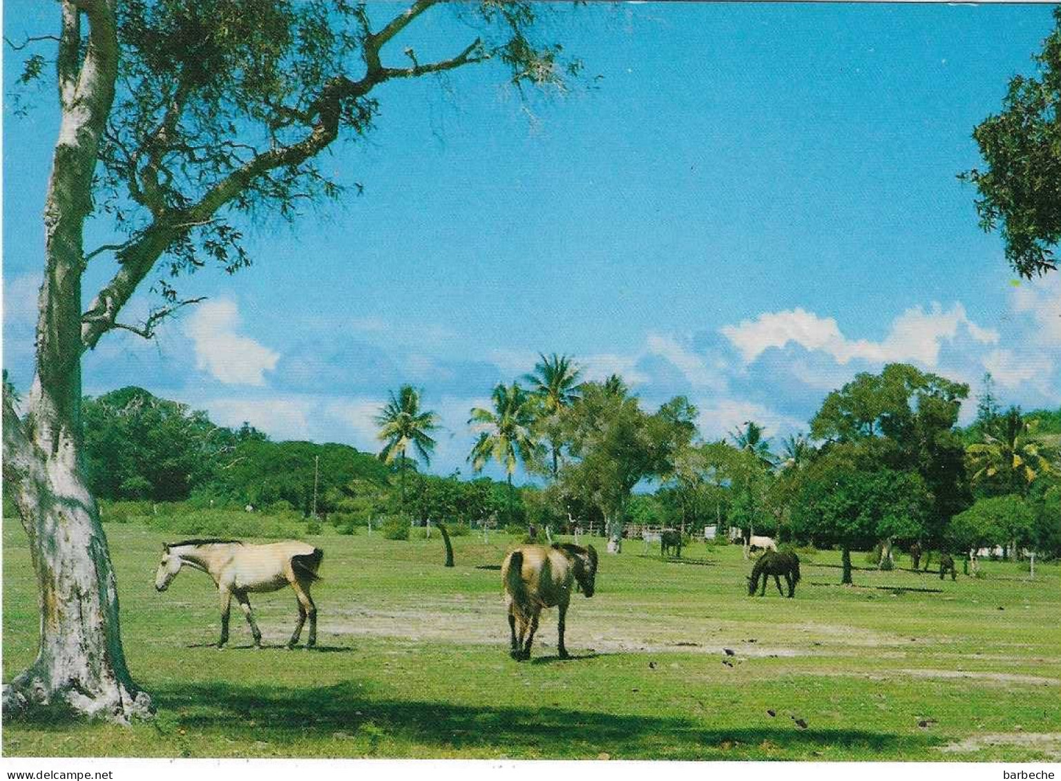 NOUVELLE CALEDONIE  Côte Ouest  Chevaux à Tiare - Nouvelle Calédonie