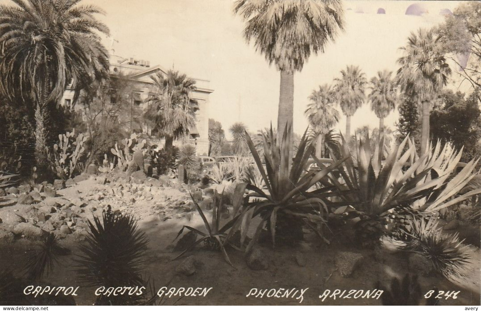 Capitol Cactus Garden, Phoenix, Arizona  Real Photo Post Card 4 Glue Marks On Back - Phönix