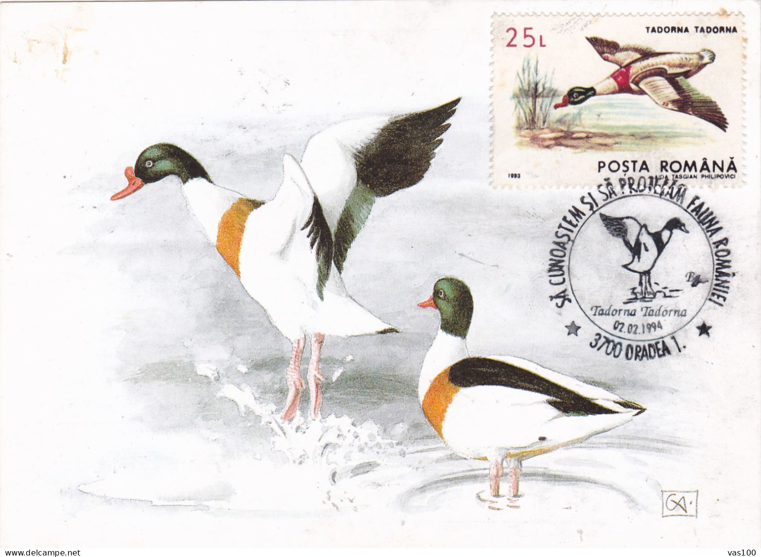 Romania, Roumanie, Rumänien, Rumania, Roemenië.Roumania, Carte Maximum 1994 Cygne - TADORNA -  Maximum Card From Romania - Cisnes