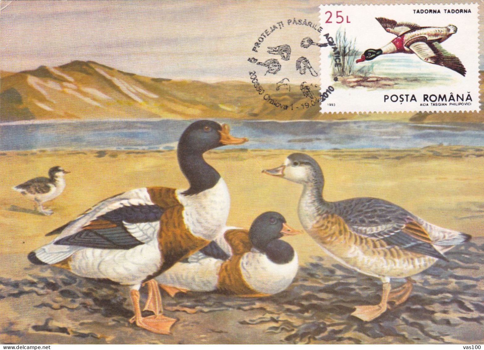 Romania, Roumanie, Rumänien, Rumania, Roemenië.Roumania, Carte Maximum 2010 Cygne - TADORNA -  Maximum Card Romania - Zwanen