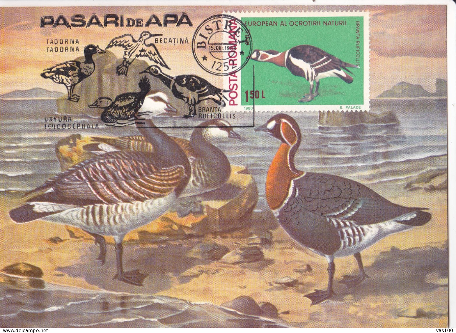 Romania, Roumanie, Rumänien, Rumania,, Carte Maximum 1988 Cygne - BRANTA LEUCAPSIS -  Maximum Card . - Cisnes