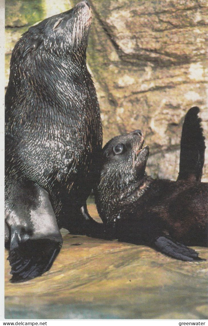 Postcard Sealion Unused(58921) - Antarktischen Tierwelt