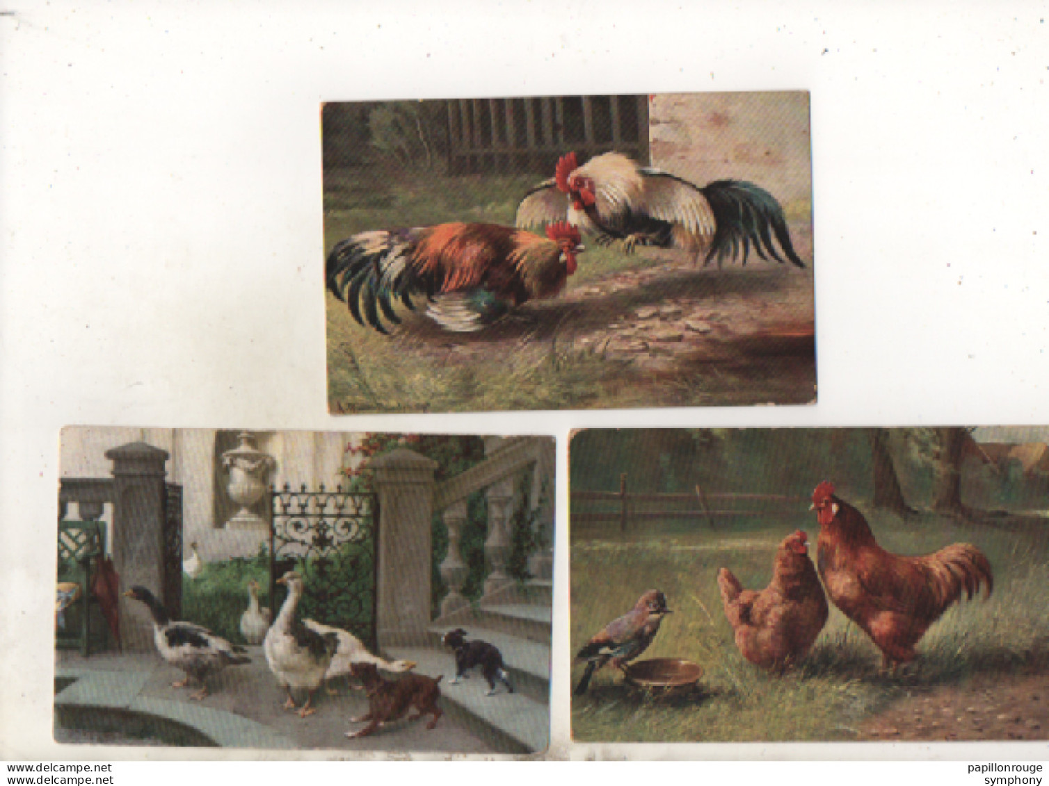 3 CPA - Volailles - Poules - Coq - Canards - Chiens -  Scan Du Verso - - Collections & Lots