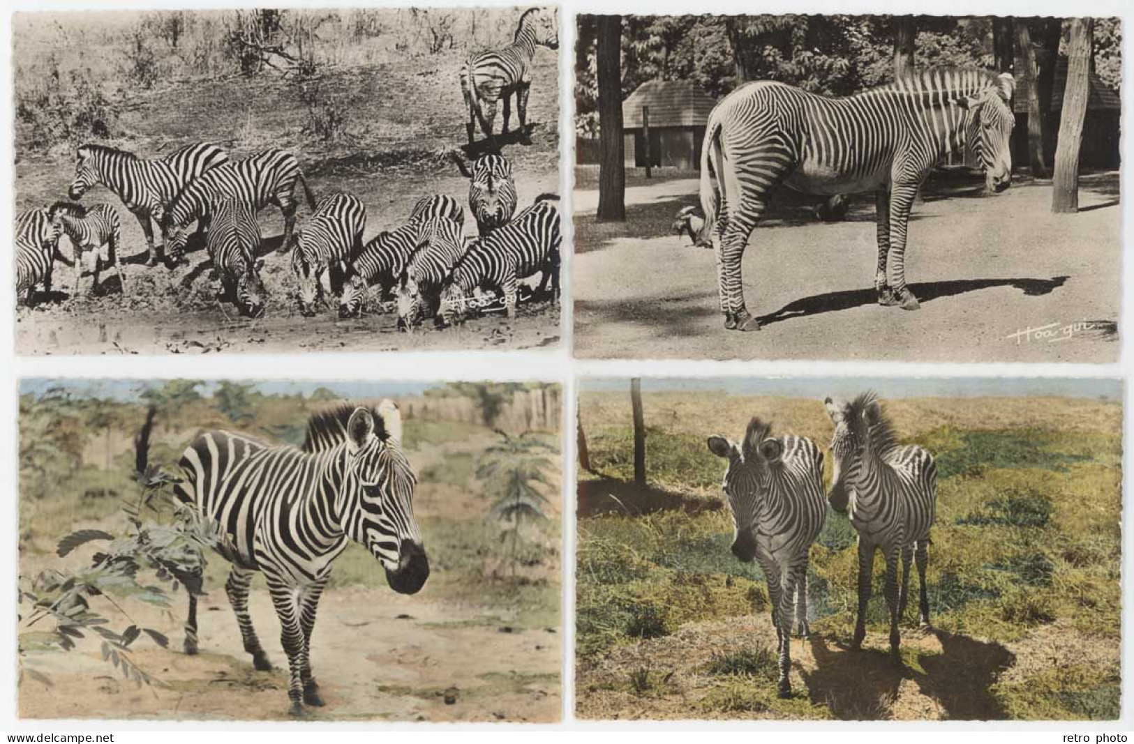 4 Cpsm Faune Africaine - Zèbres  (AN) - Zebra's