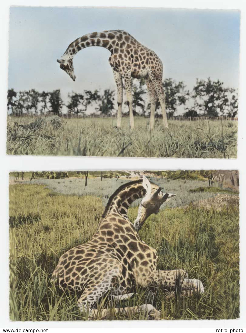 2 Cpsm Faune Africaine - Girafes    (AN) - Jirafas