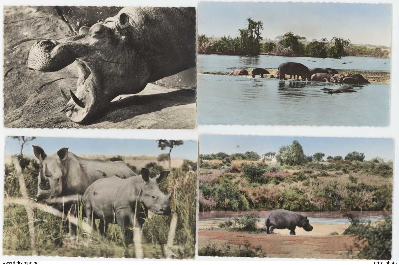 4 Cpsm Faune Africaine - Hippopotame, Rhinocéros ......  (AN) - Hippopotames