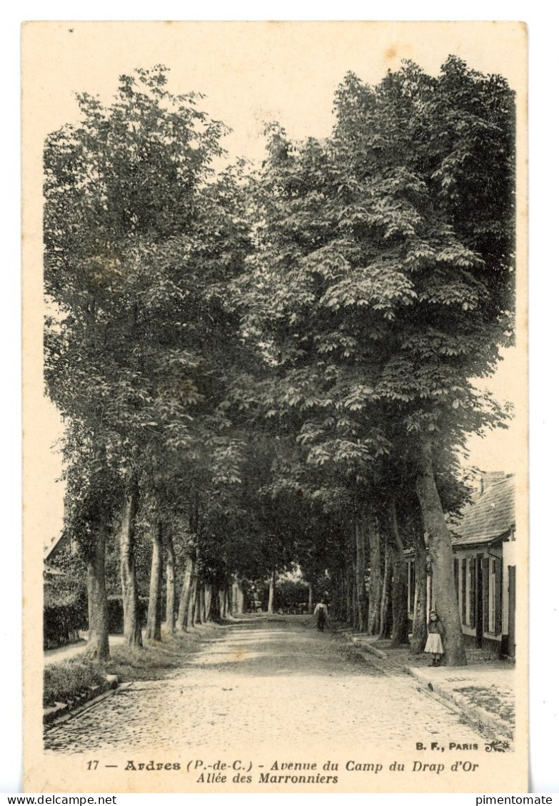 ARDRES AVENUE DU CAMP DU DRAP D'OR ALLEE DES MARRONNIERS 1905 - Ardres