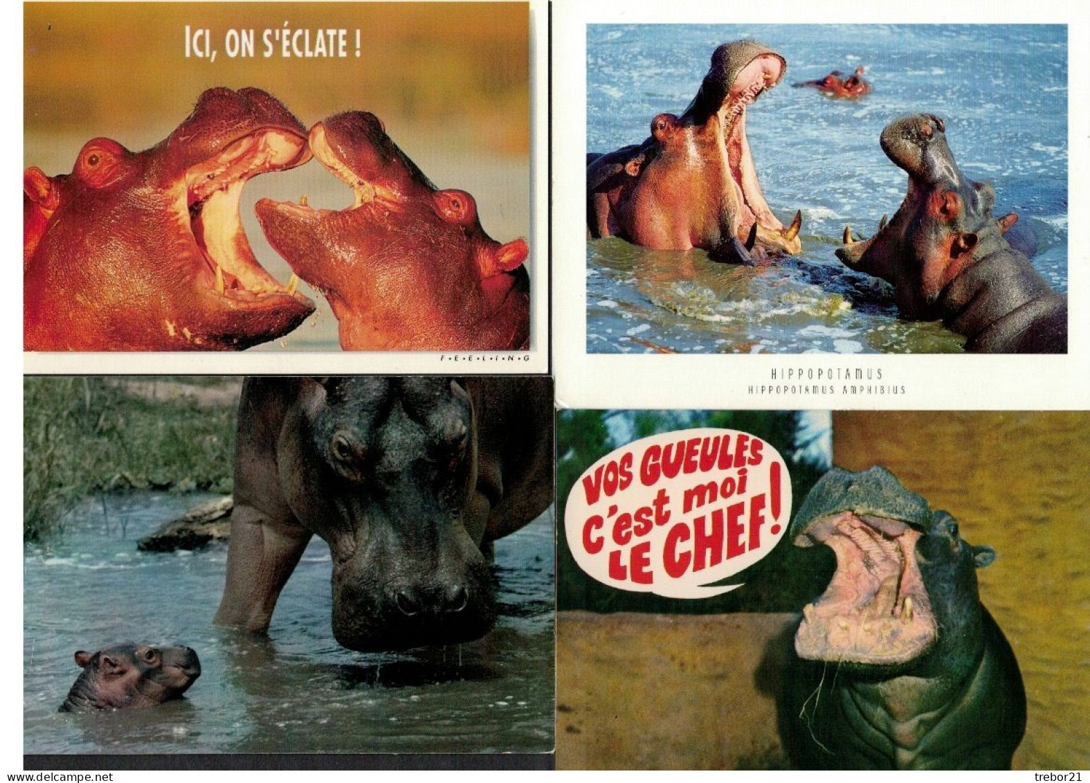 HIPPOPOTAMES - 6 Cartes - Ippopotami