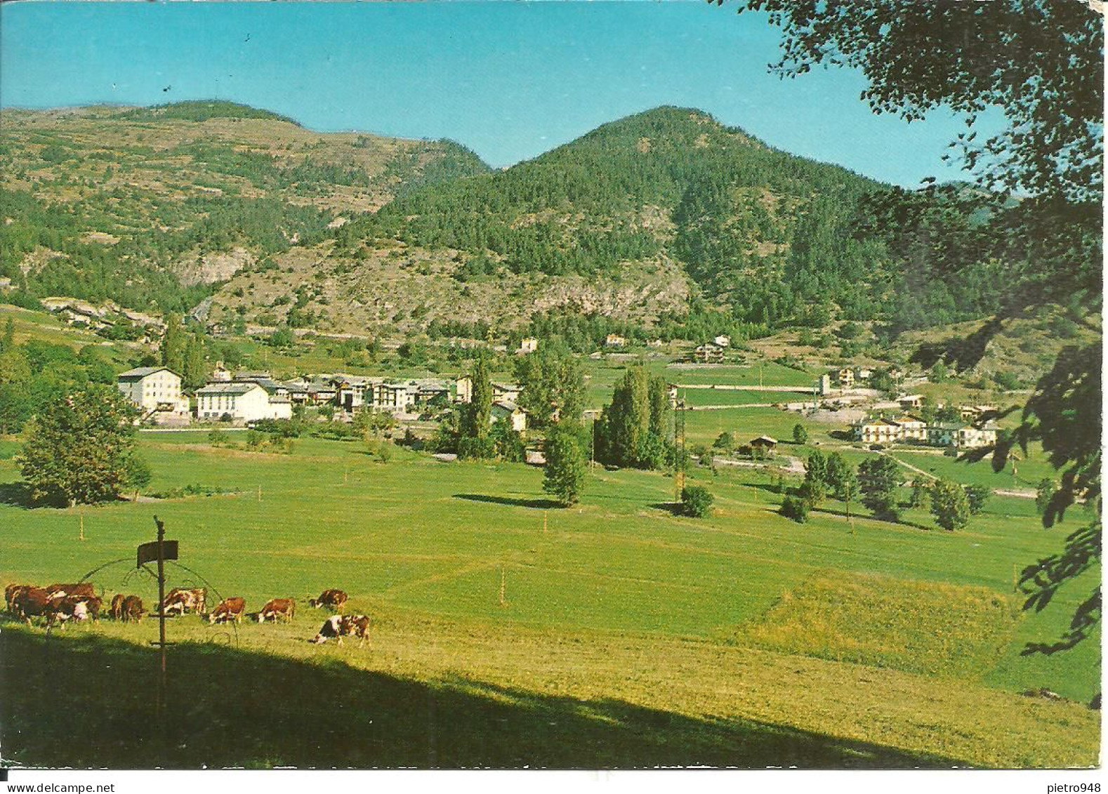 Saint Nicolas (Aosta) Panorama, Mucche Al Pascolo, Vue, Vaches Au Paturage, Vie, Grazing Cows - Aosta