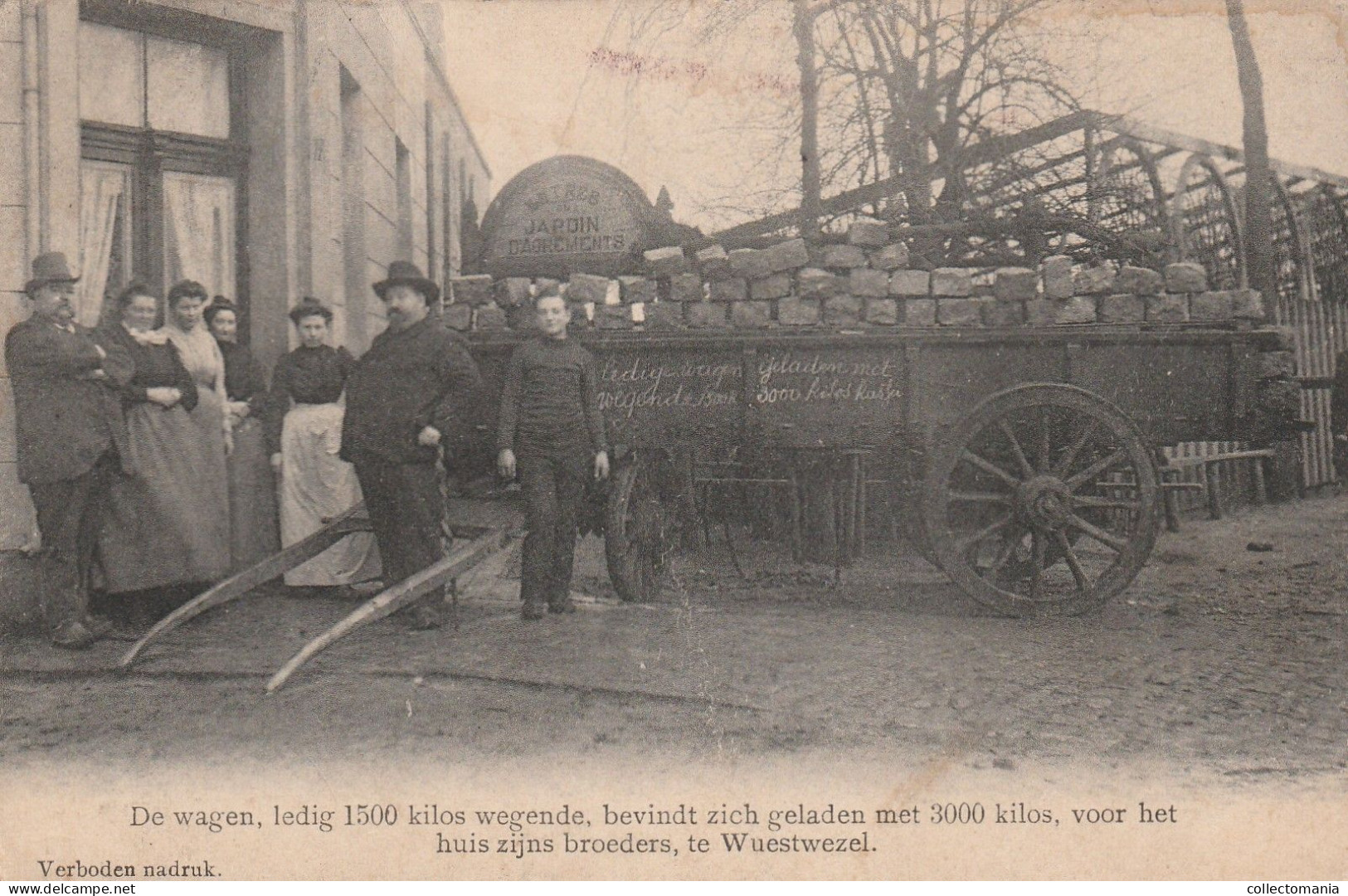 2 Oude Postkaarten Wuestwezel  Wustwezel  "den Herkuul" Wagen Geladen Met 3000kg Kasseien 1905 - Wuustwezel