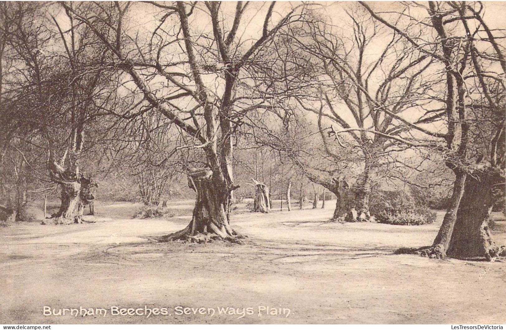 ANGLETERRE - Burnham Beeches - Seven Ways Plain - Carte Postale Ancienne - Other & Unclassified