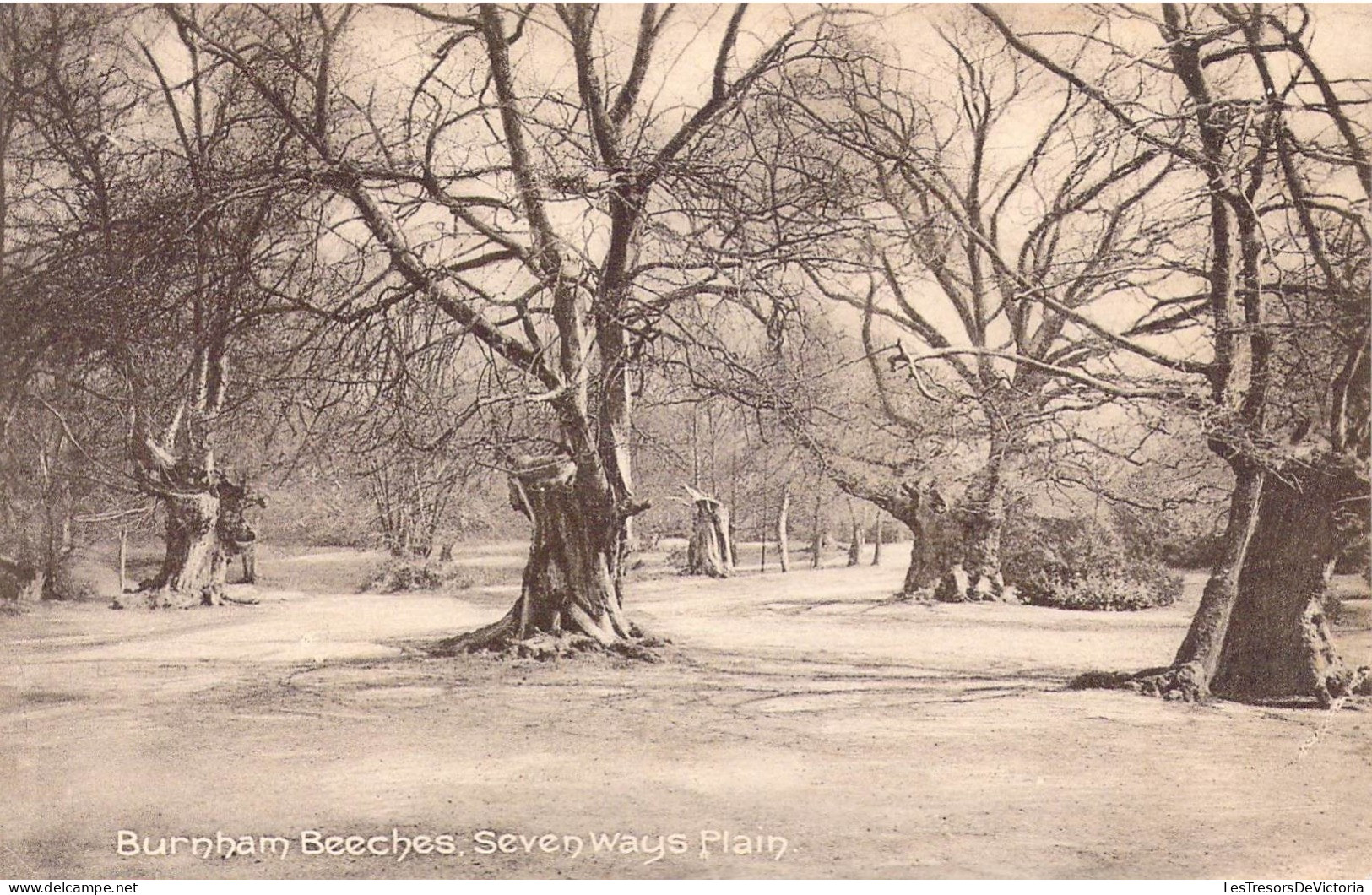 ANGLETERRE - Burnham Beeches - Seven Ways Plain - Carte Postale Ancienne - Sonstige & Ohne Zuordnung