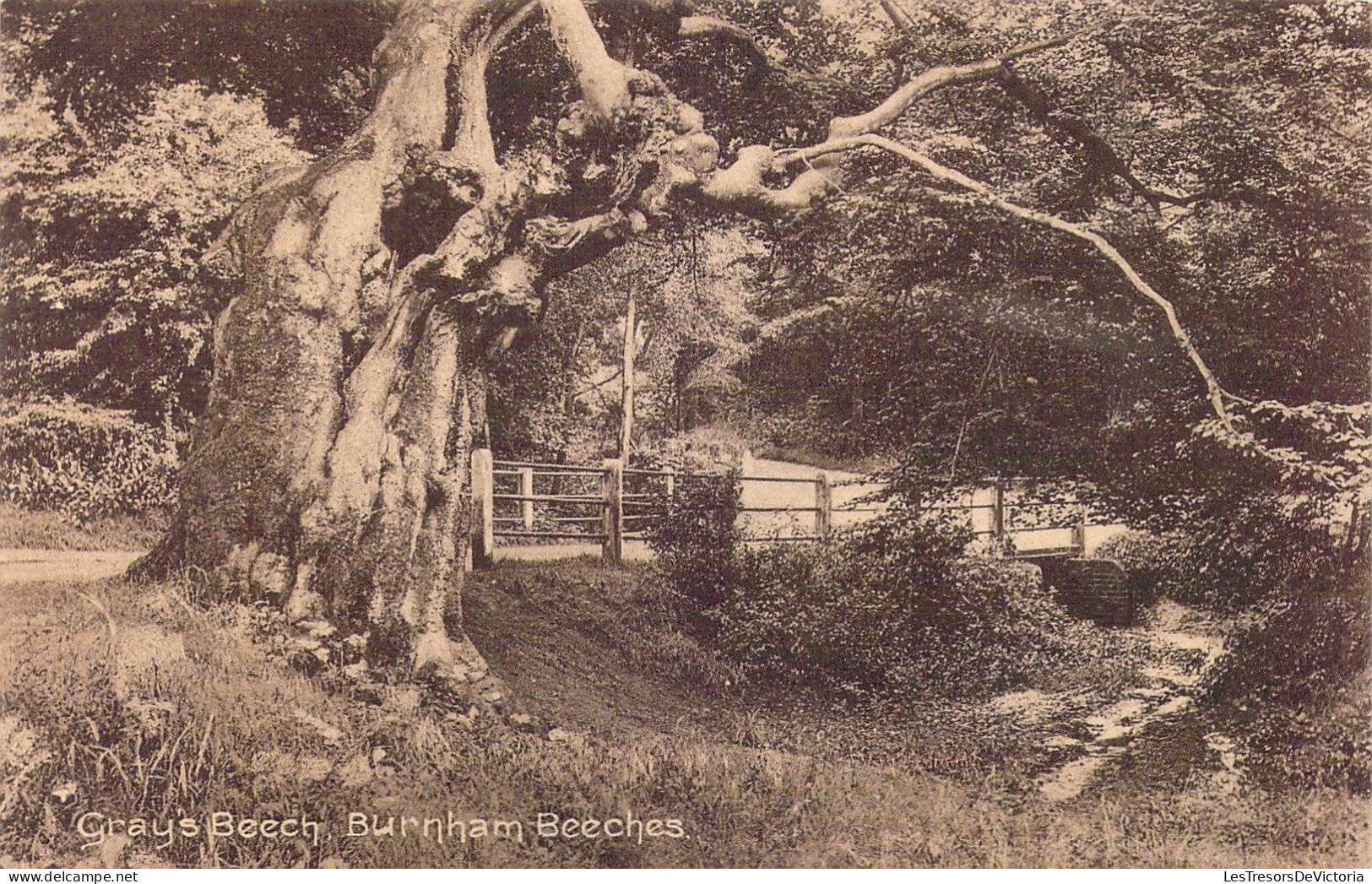 ANGLETERRE - Burnham Beeches - Gray's Beech - Carte Postale Ancienne - Sonstige & Ohne Zuordnung