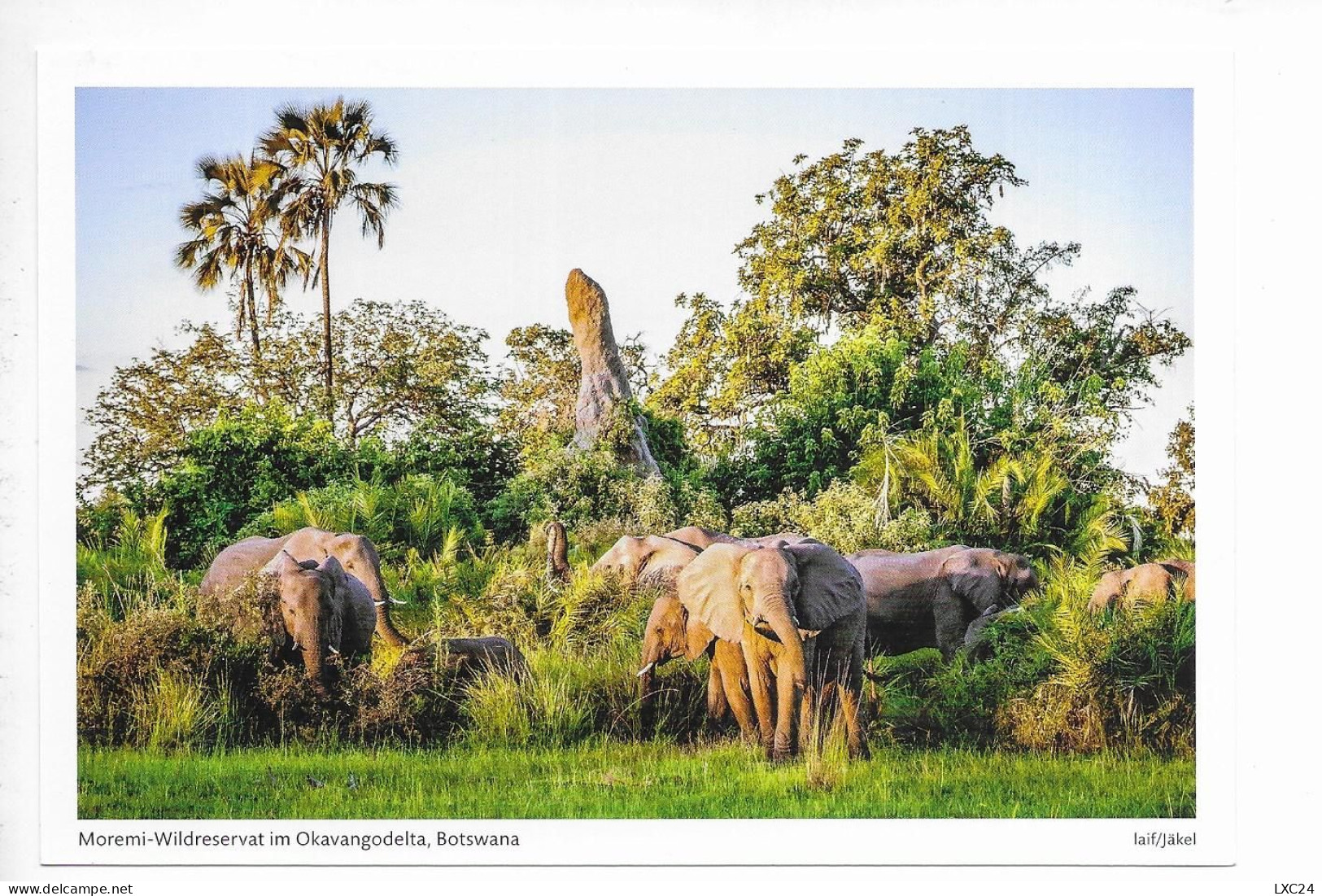 MOREMI WILDRESERVAT IM OKAVANGODELTA. BOTSWANA. - Botsuana