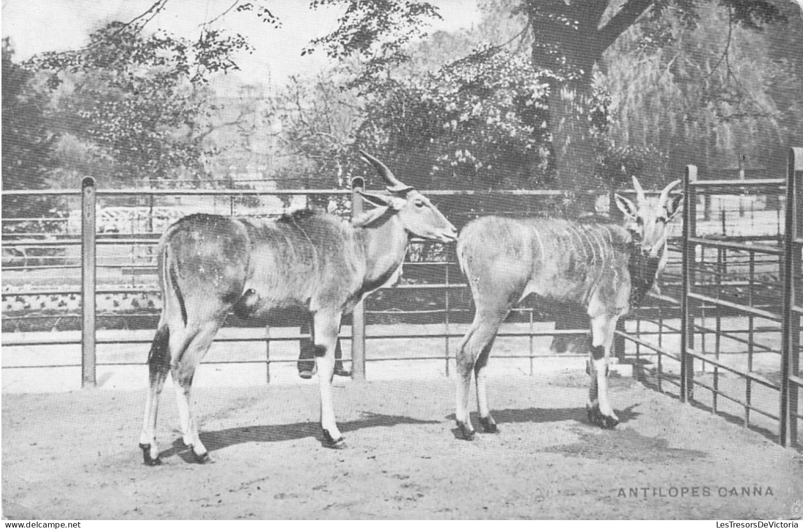 BELGIQUE - Jardin Zoologique D'Anvers - Antilopes Canna - Carte Postale Ancienne - Antwerpen