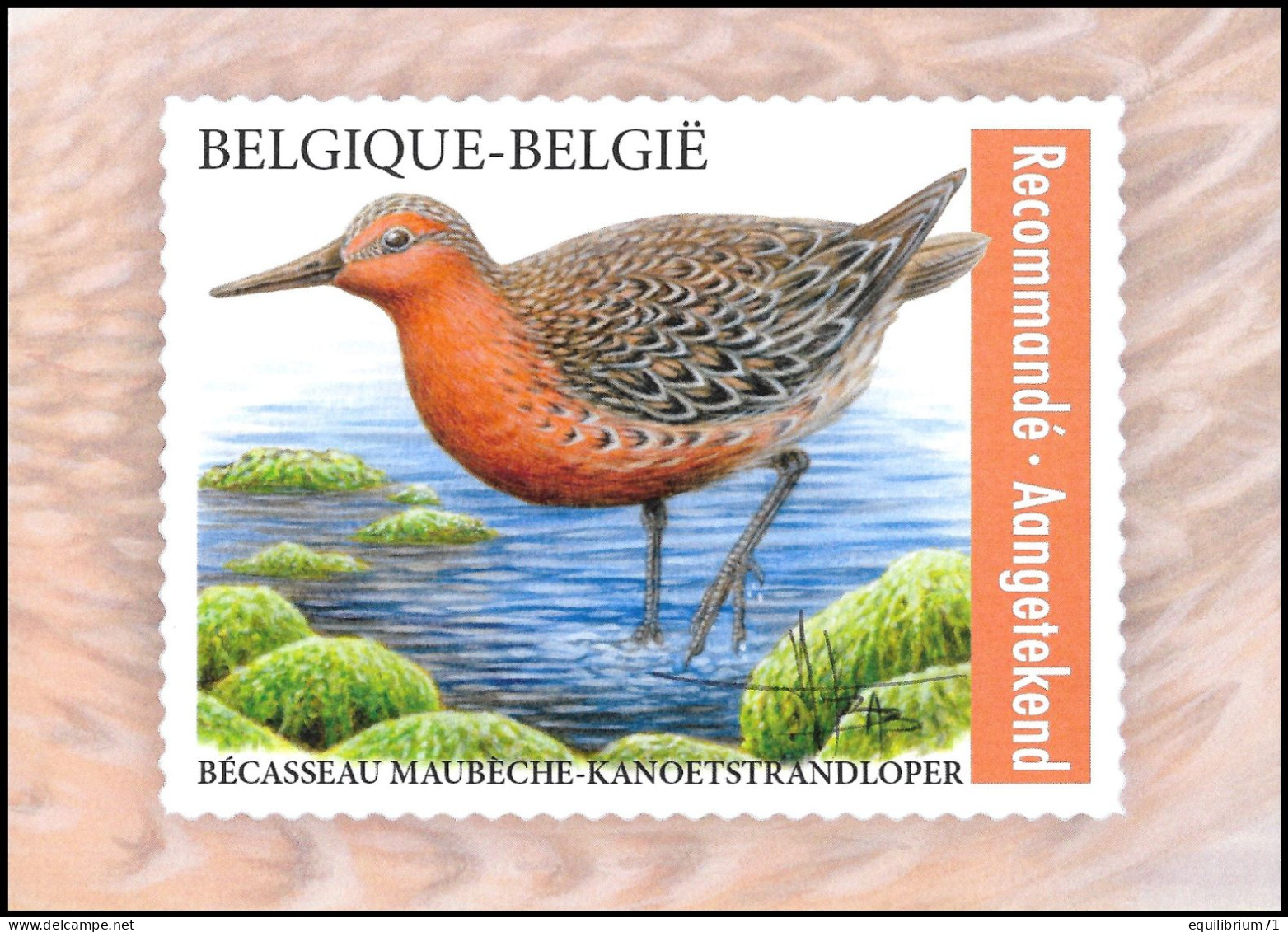 CM/MK** - BLANCO - SIGNÉ/GETEKEND - Bécasseau Maubèche / Knoetstrandloper / Knot / Knutt / Calidris Canutus - BUZIN - C - 2011-..