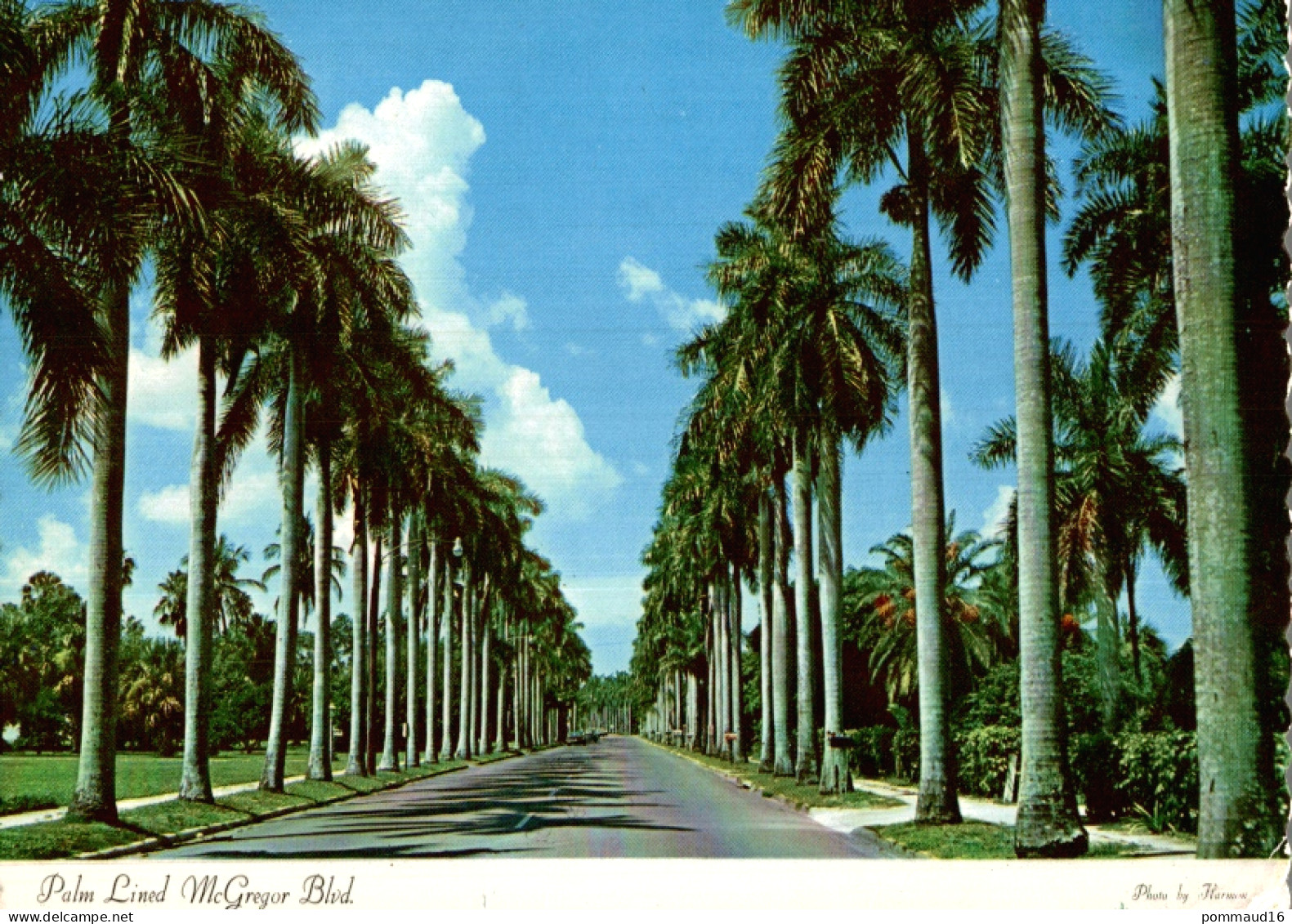 CPSM Palm Lined McGregor Blvd - Fort Myers