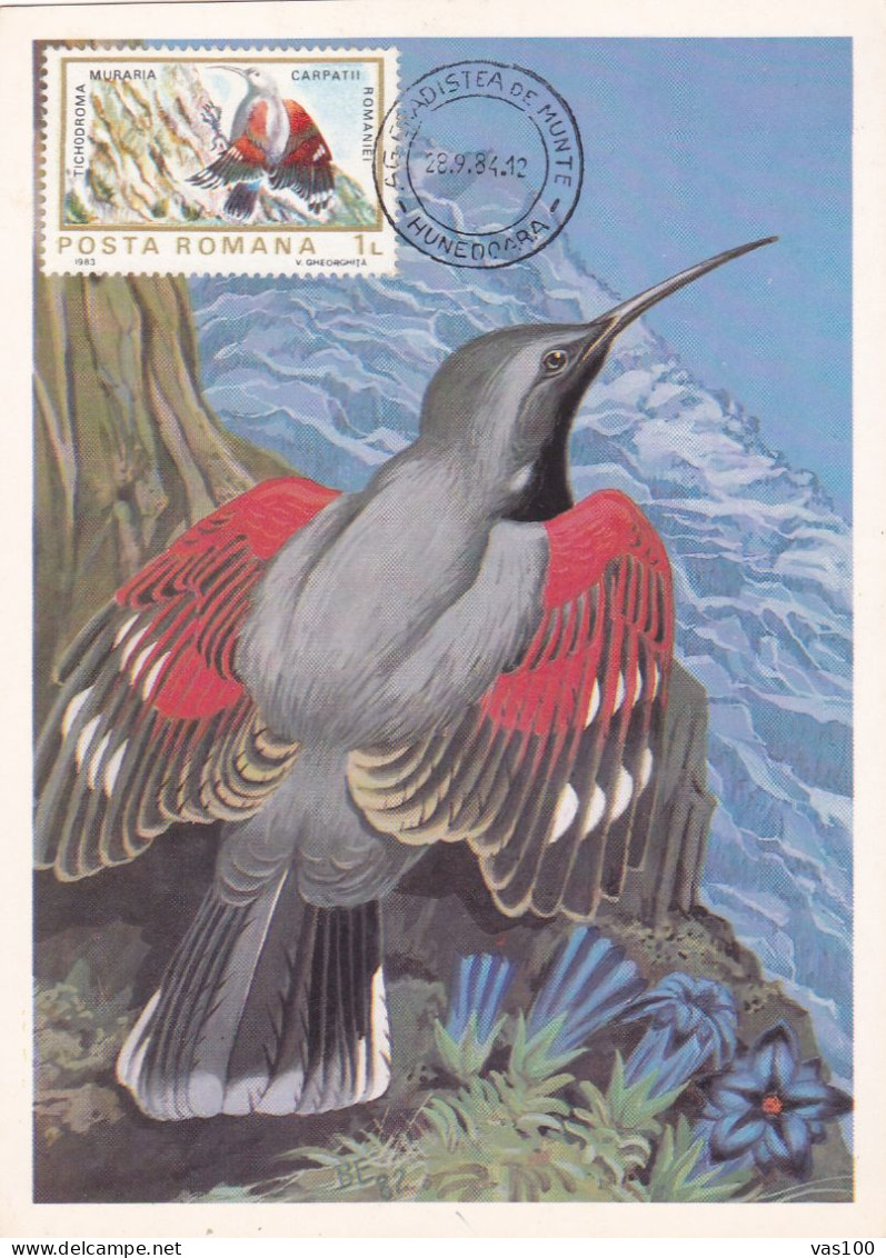 Romania 1984 Maximum Card ,woodpecker - Pics & Grimpeurs