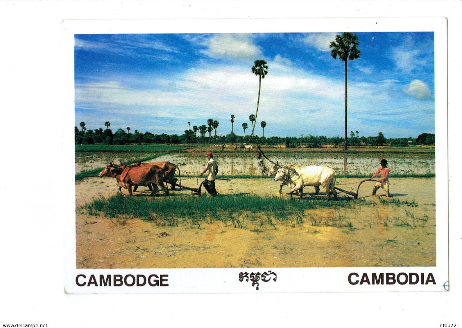 Cpm - CAMBODGE - CAMBODIA - RICE CULTIVATION - Travail Culture Du Riz - Attelage Vaches - 2008 - Cambodge