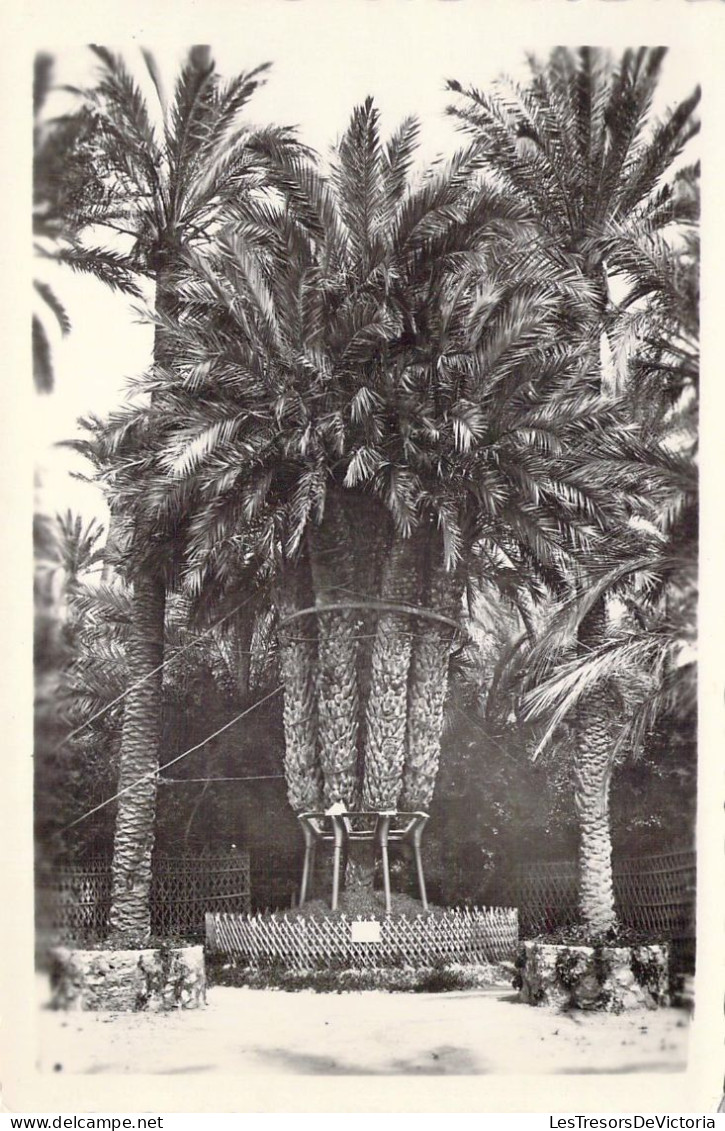 ESPAGNE - ELCHE - Huerto Del Cura - Palmera Imperial -  Carte Postale Ancienne - Andere & Zonder Classificatie