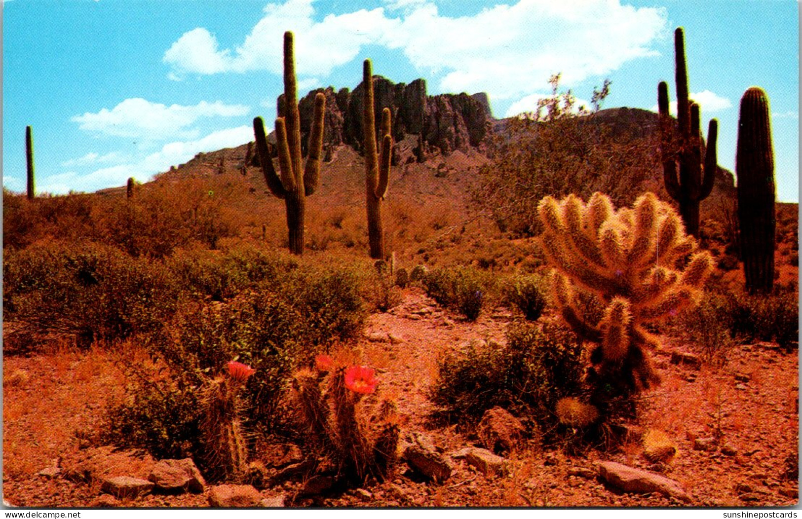 Cactus The Colorful Desert Arizona - Cactus