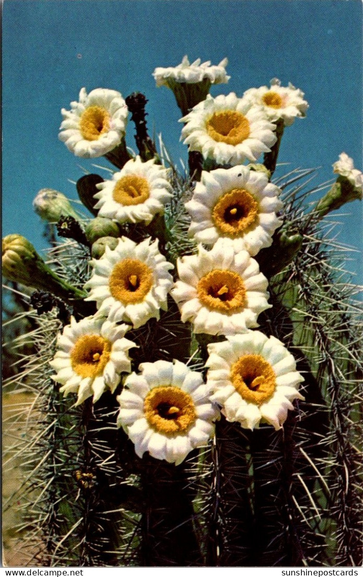 Cactus Saguaro Blossoms State Flower Of Arizona - Sukkulenten