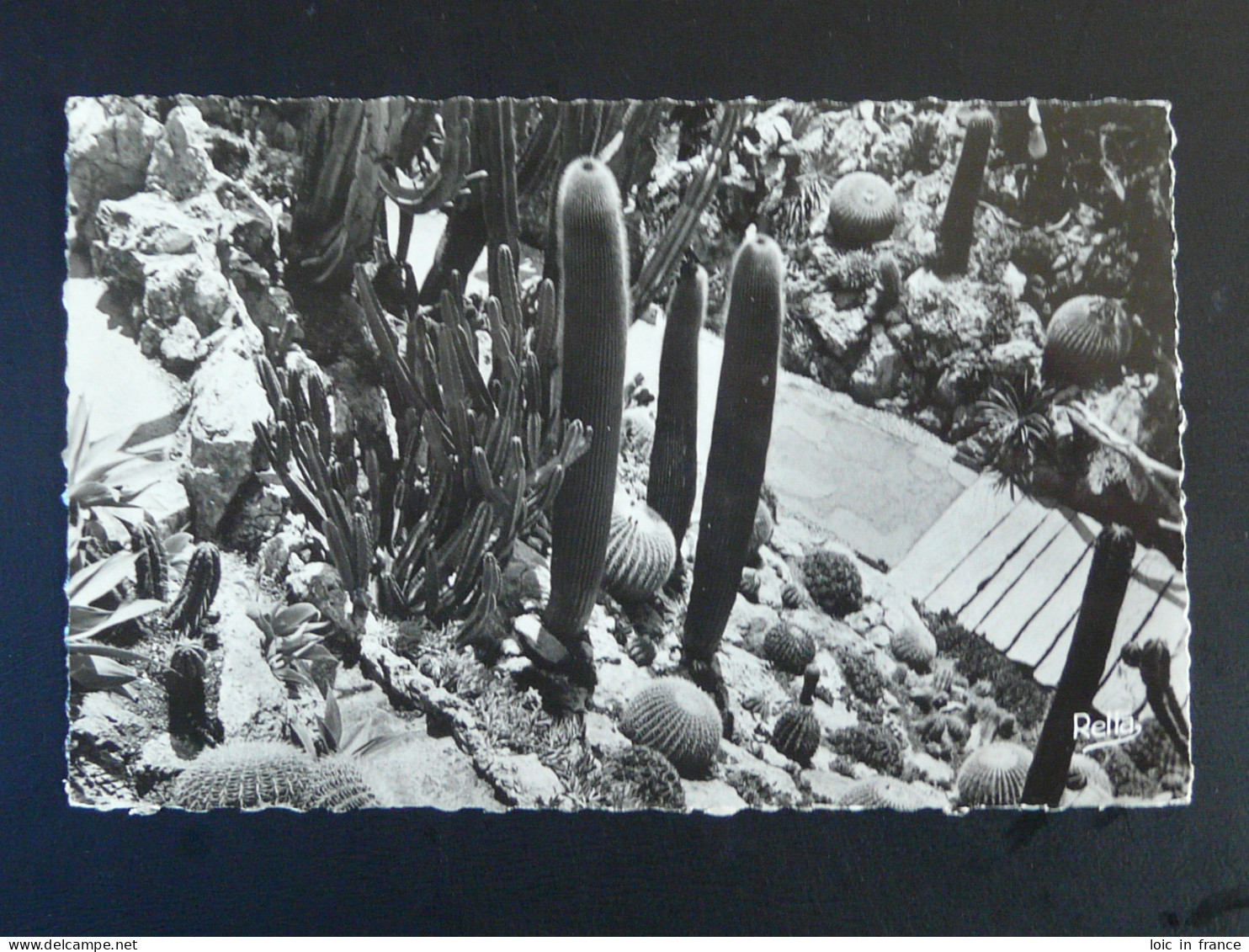 Carte Postale Postcard Cactus Monaco 1952 - Cactusses