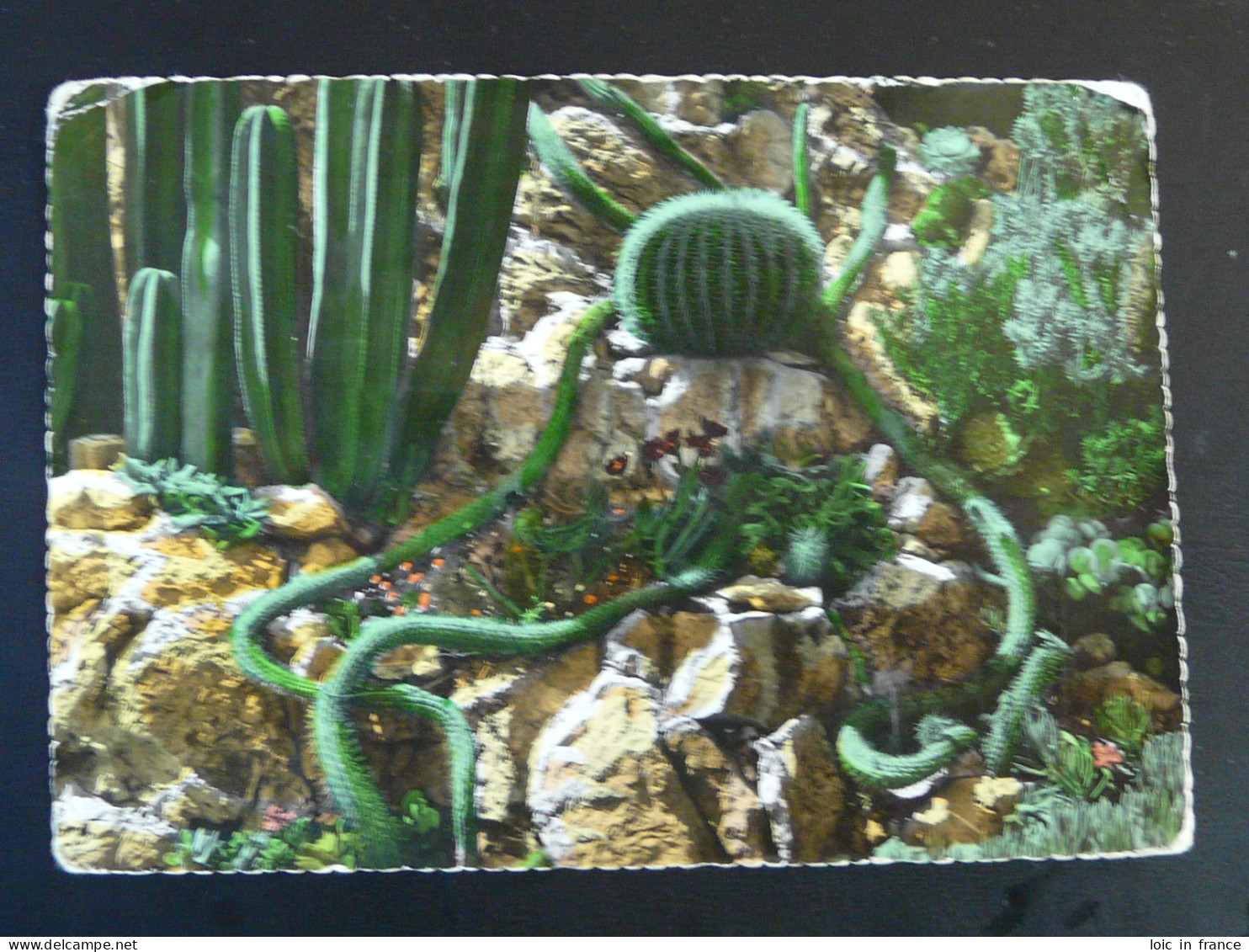 Carte Postale Postcard Cactus Monaco 1954 - Sukkulenten