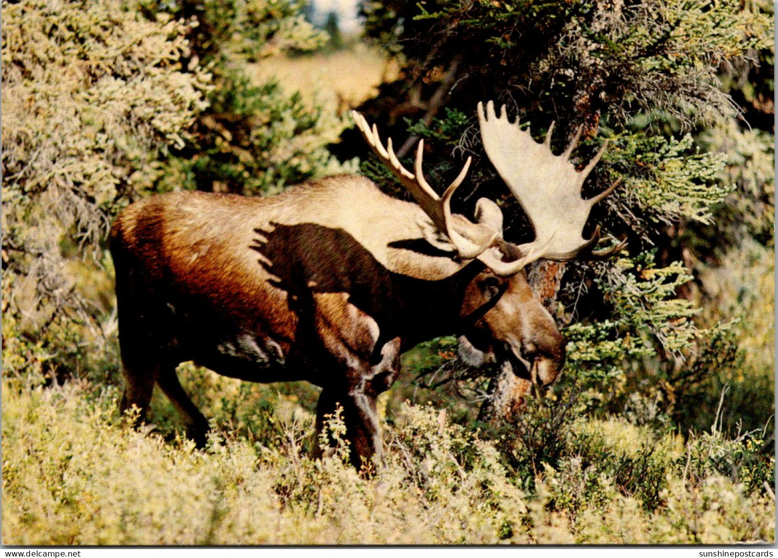 The Mighty Bull Moose Largest Of The Deer Family - Taureaux
