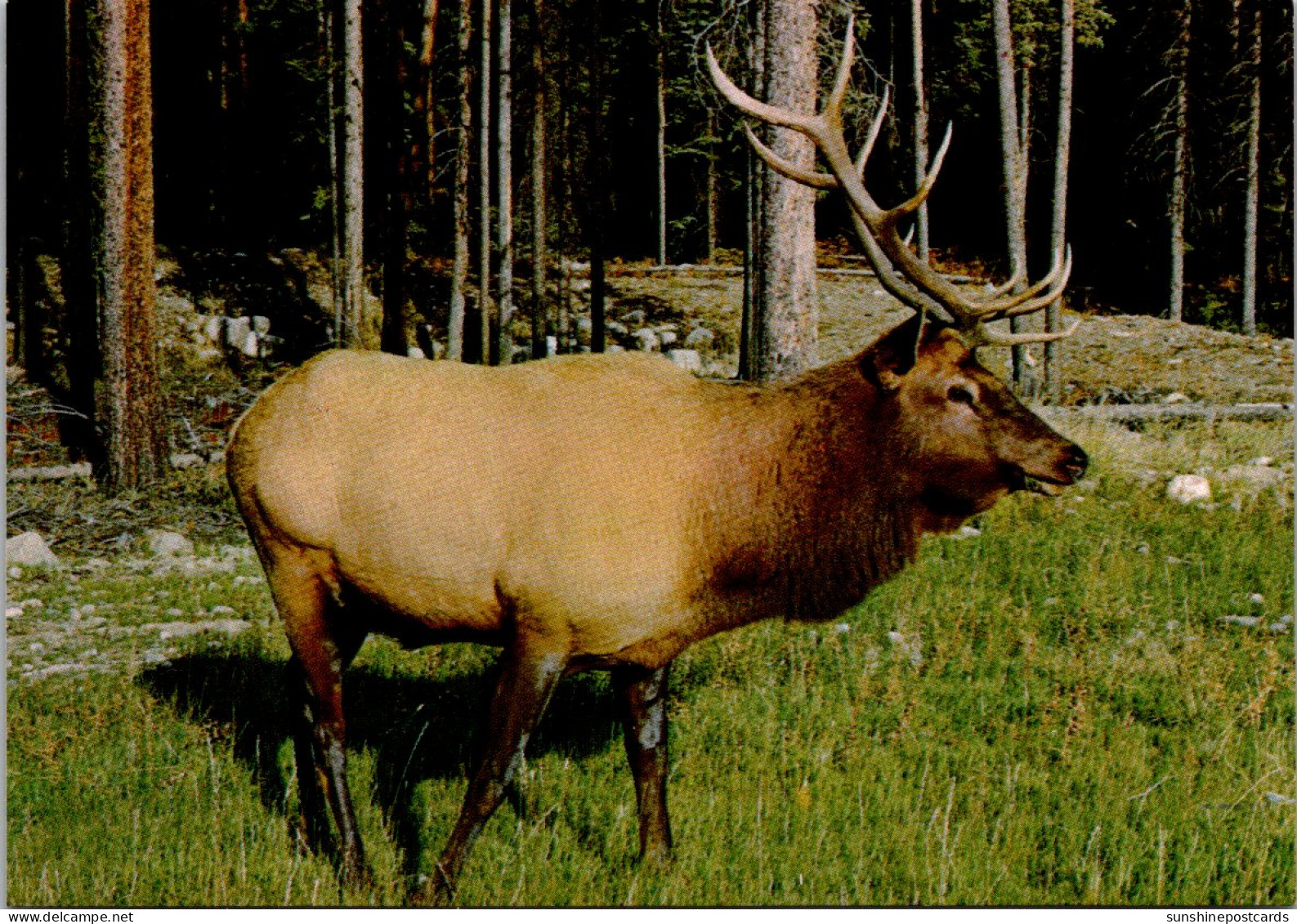 Elk The Male Wapiti - Taureaux