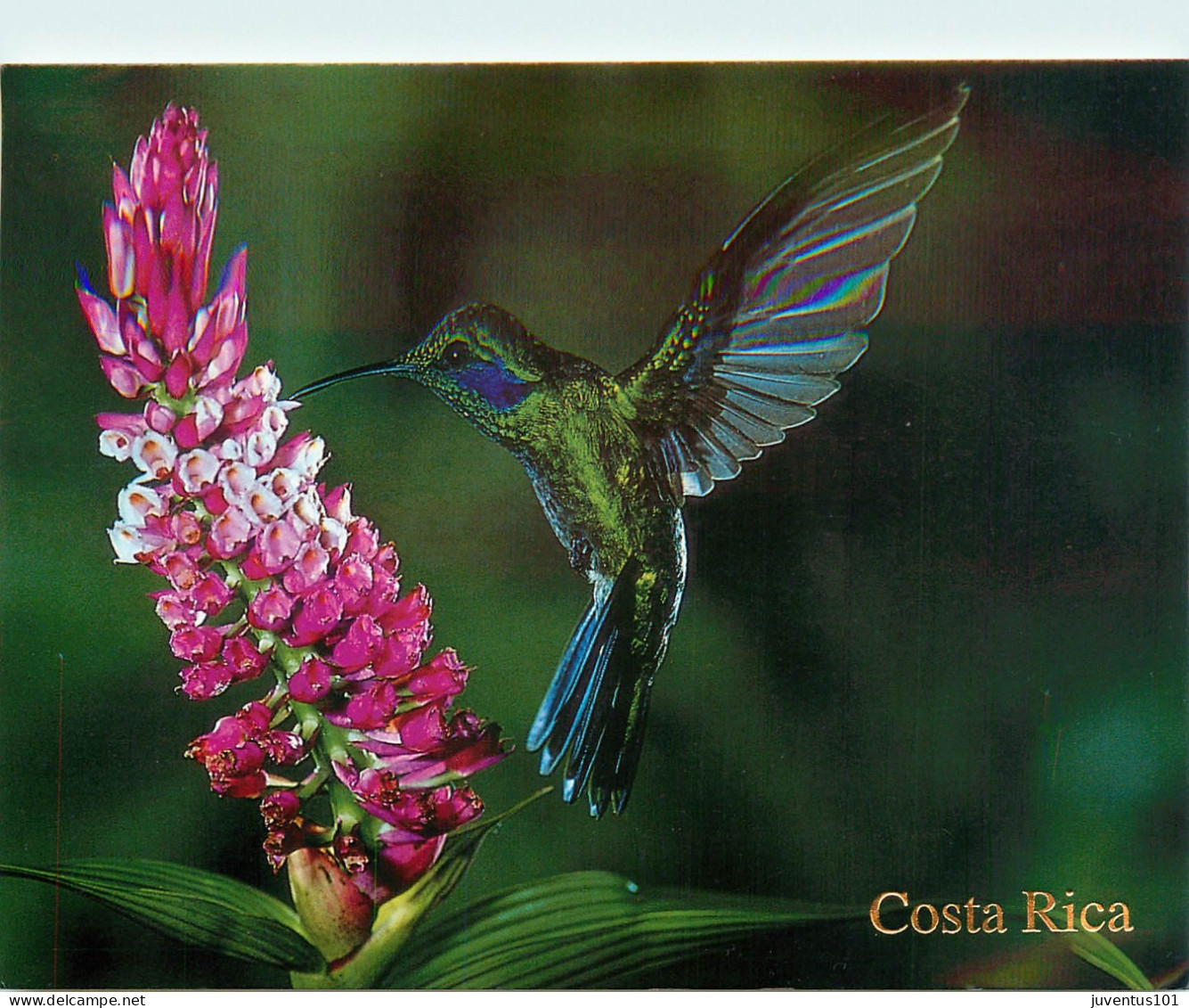 CPSM Costa Rica-Colibri Orejiviolaceo Verde-Beau Timbre       L2293 - Costa Rica